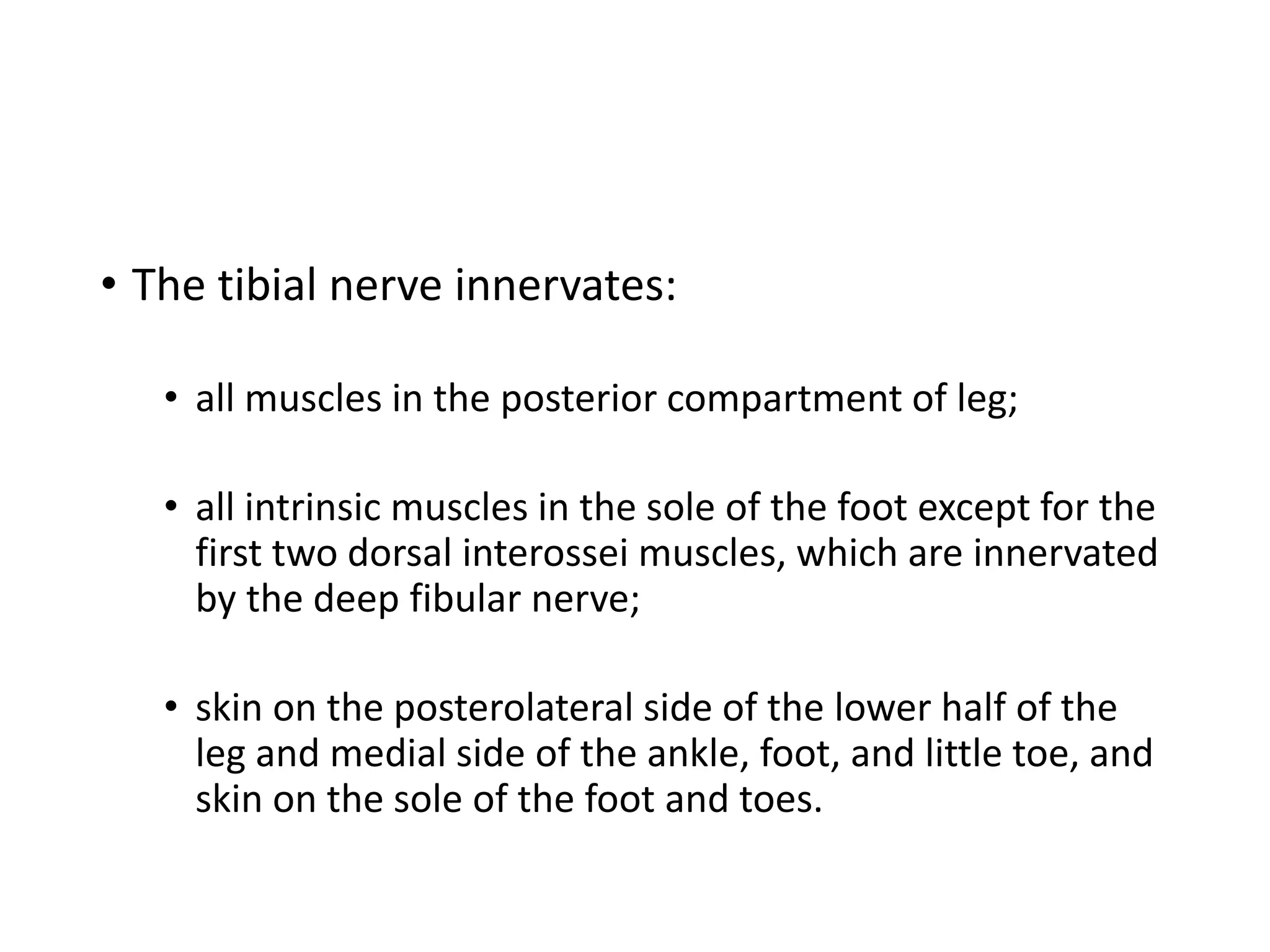• The tibial nerve innervates:
• all muscles in the posterior compartment of leg;
• all intrinsic muscles in the sole of the foot except for the
first two dorsal interossei muscles, which are innervated
by the deep fibular nerve;
• skin on the posterolateral side of the lower half of the
leg and medial side of the ankle, foot, and little toe, and
skin on the sole of the foot and toes.
 