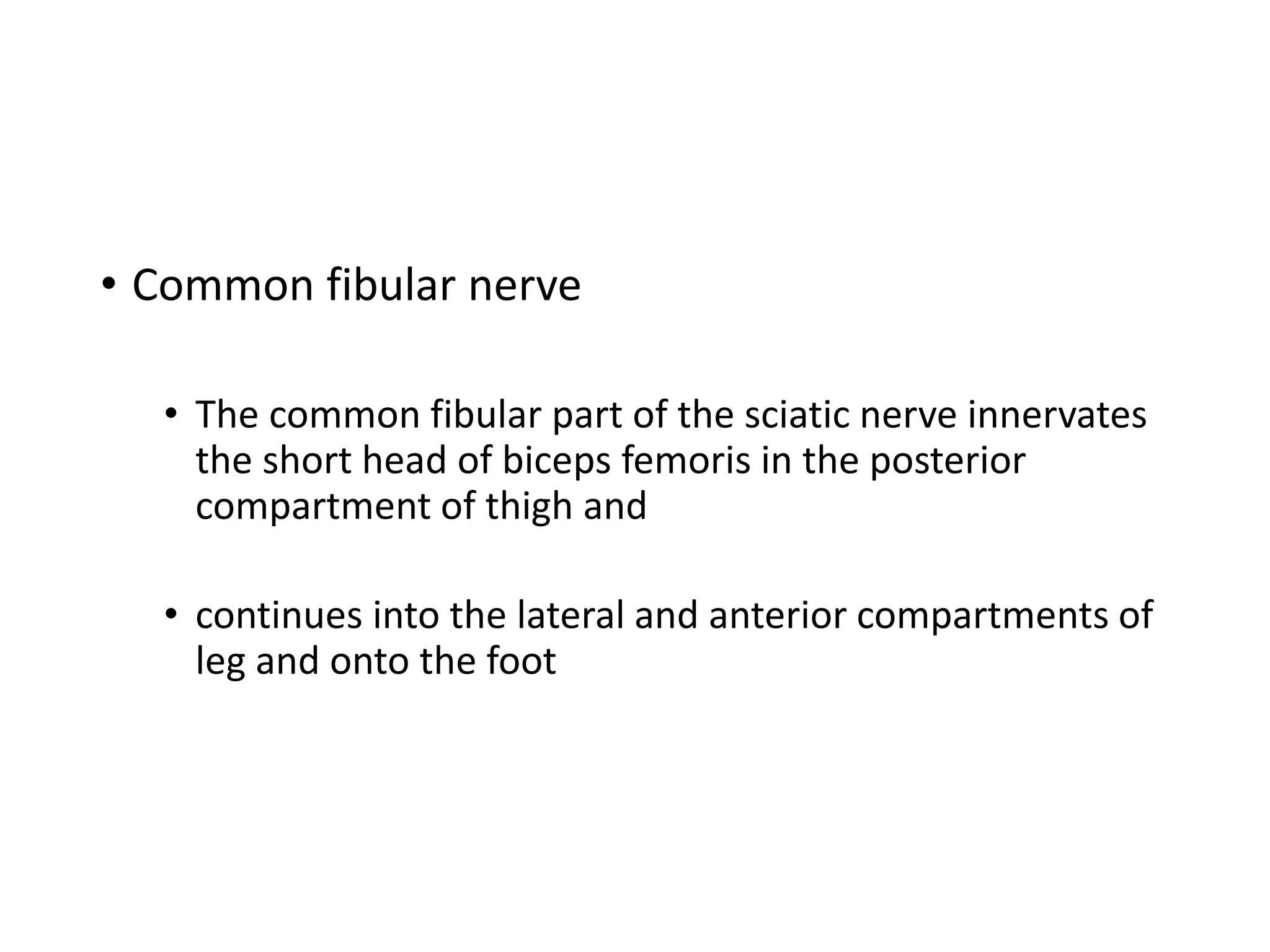 • Common fibular nerve
• The common fibular part of the sciatic nerve innervates
the short head of biceps femoris in the posterior
compartment of thigh and
• continues into the lateral and anterior compartments of
leg and onto the foot
 
