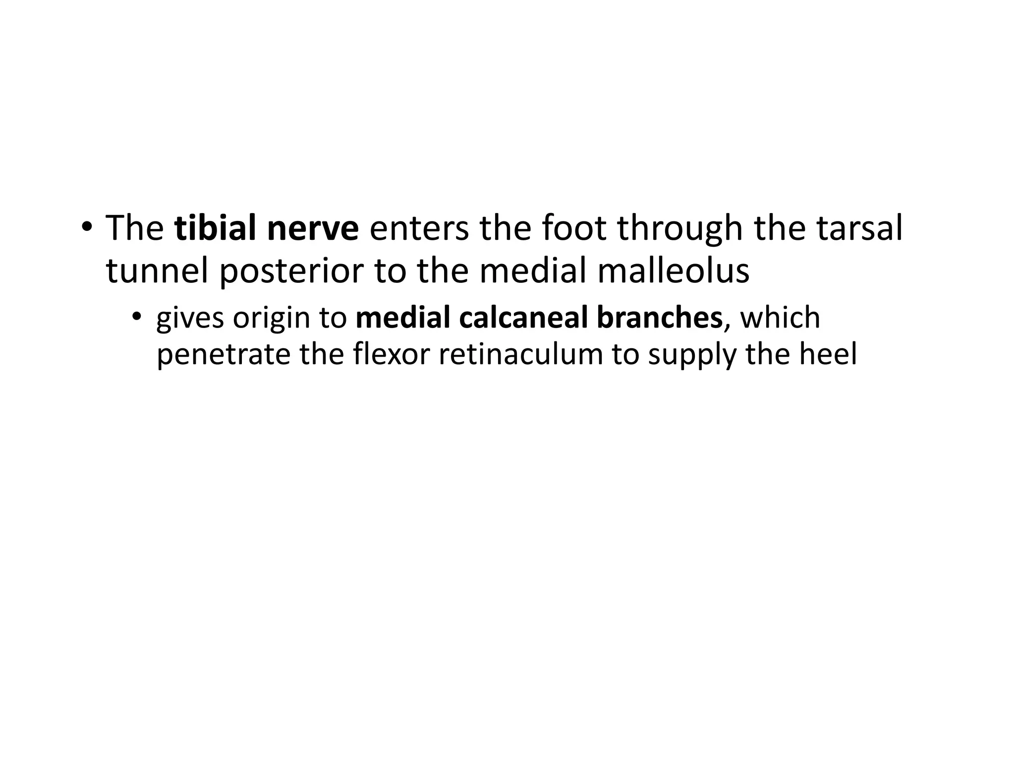 • The tibial nerve enters the foot through the tarsal
tunnel posterior to the medial malleolus
• gives origin to medial calcaneal branches, which
penetrate the flexor retinaculum to supply the heel
 