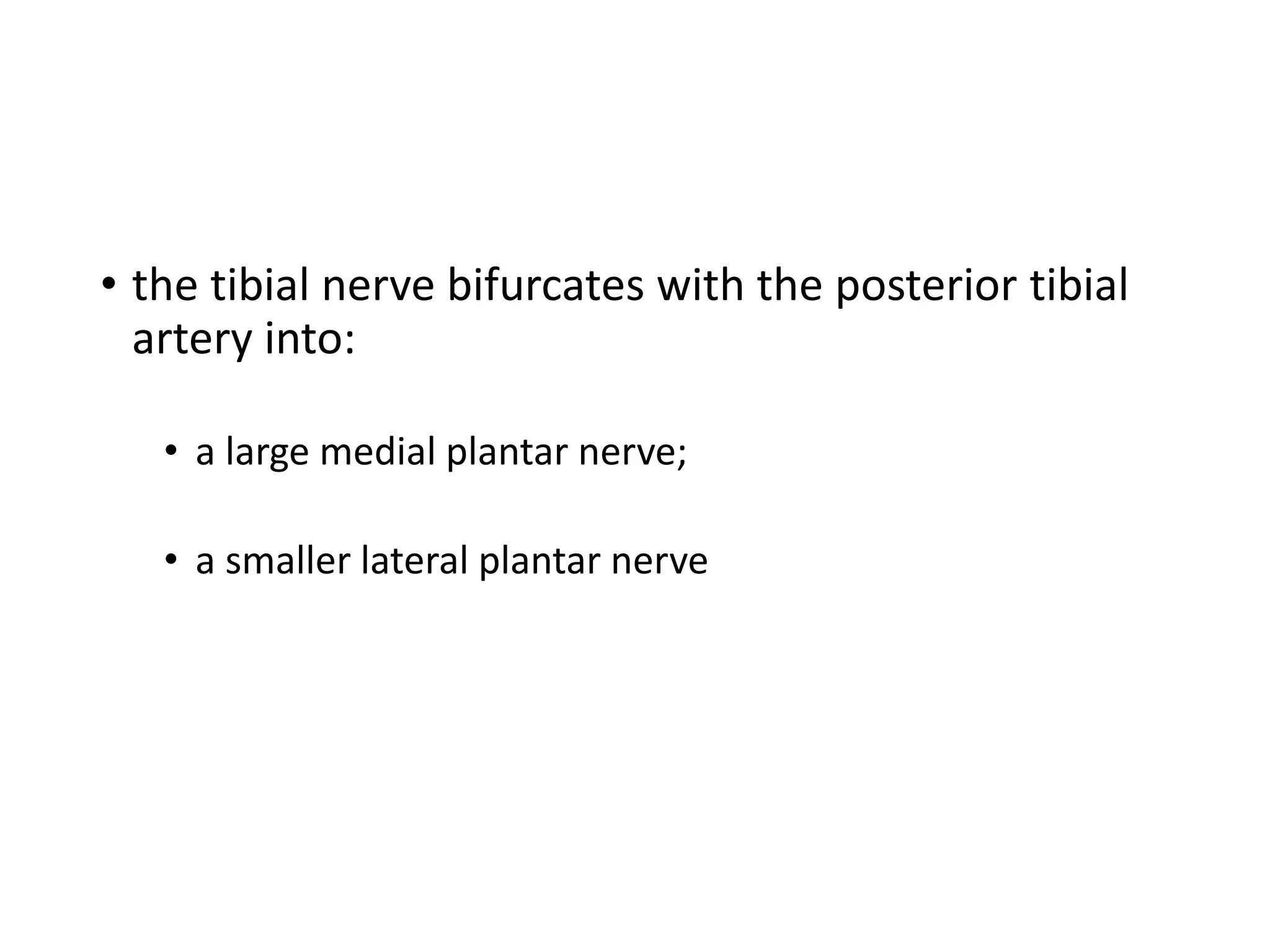 • the tibial nerve bifurcates with the posterior tibial
artery into:
• a large medial plantar nerve;
• a smaller lateral plantar nerve
 