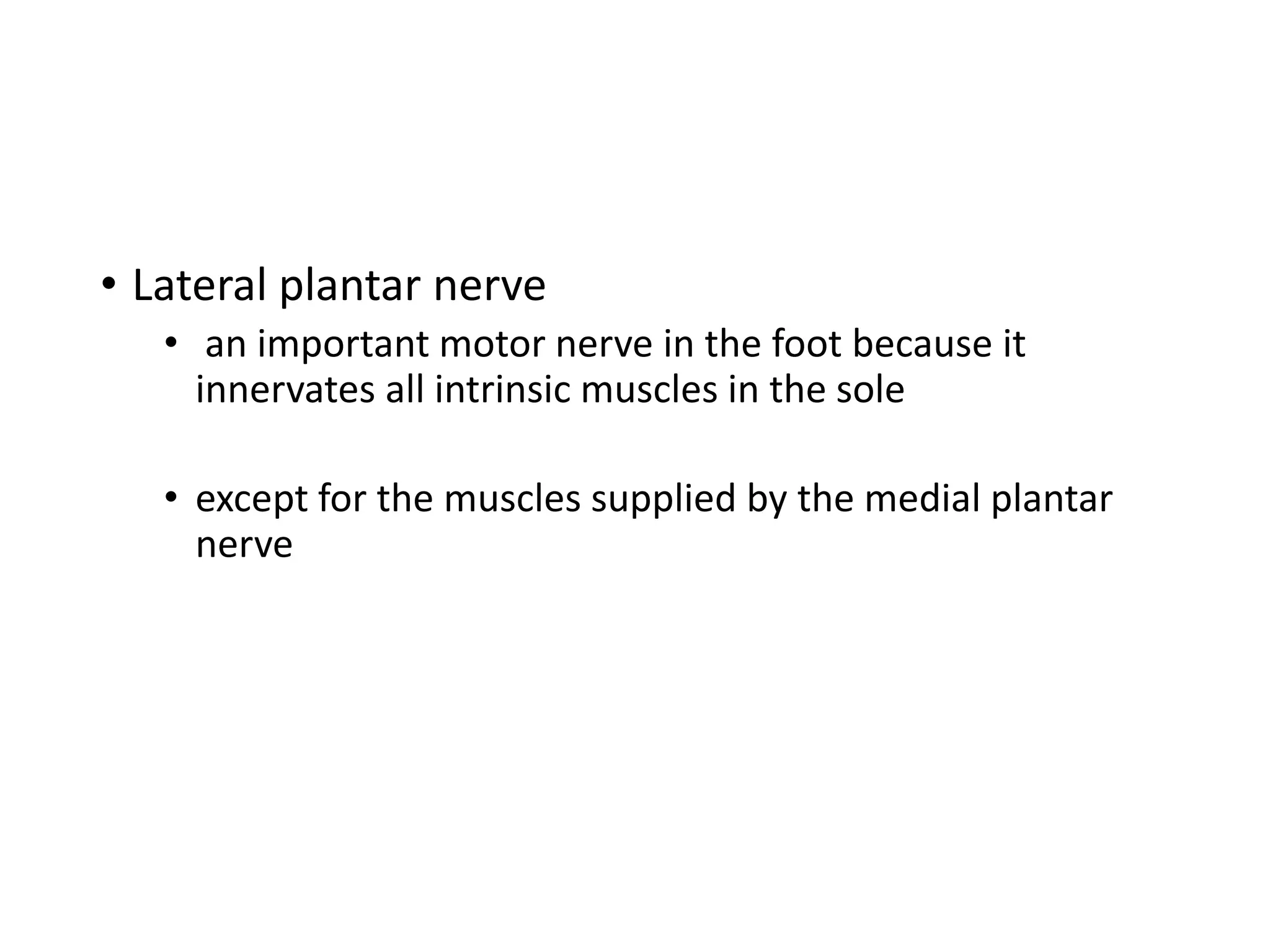 • Lateral plantar nerve
• an important motor nerve in the foot because it
innervates all intrinsic muscles in the sole
• except for the muscles supplied by the medial plantar
nerve
 