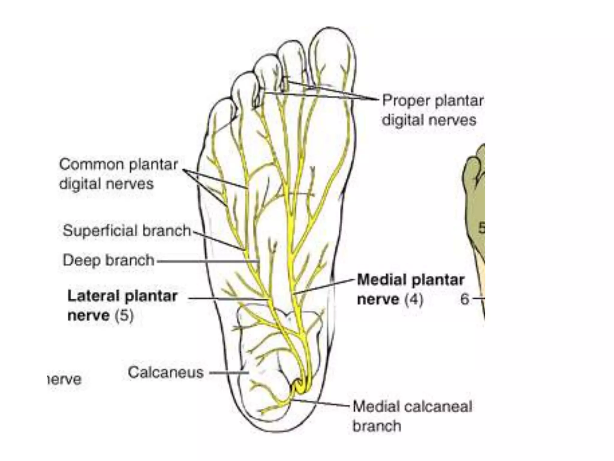 Nerves of the lower limb.ppt