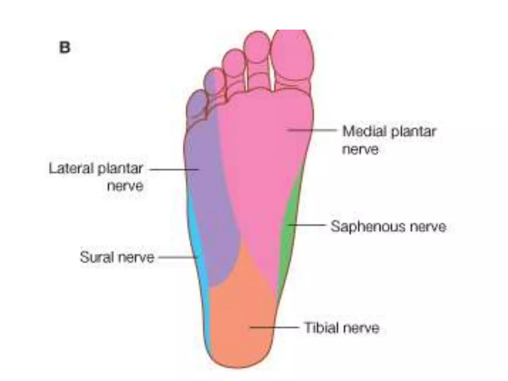 Nerves of the lower limb.ppt