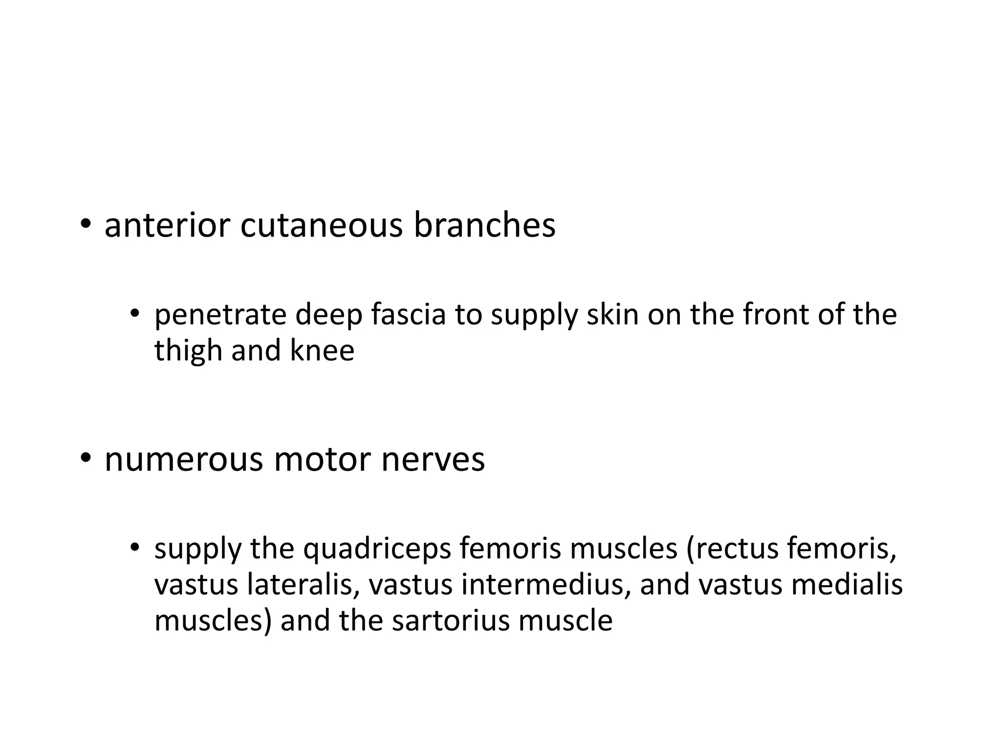 • anterior cutaneous branches
• penetrate deep fascia to supply skin on the front of the
thigh and knee
• numerous motor nerves
• supply the quadriceps femoris muscles (rectus femoris,
vastus lateralis, vastus intermedius, and vastus medialis
muscles) and the sartorius muscle
 