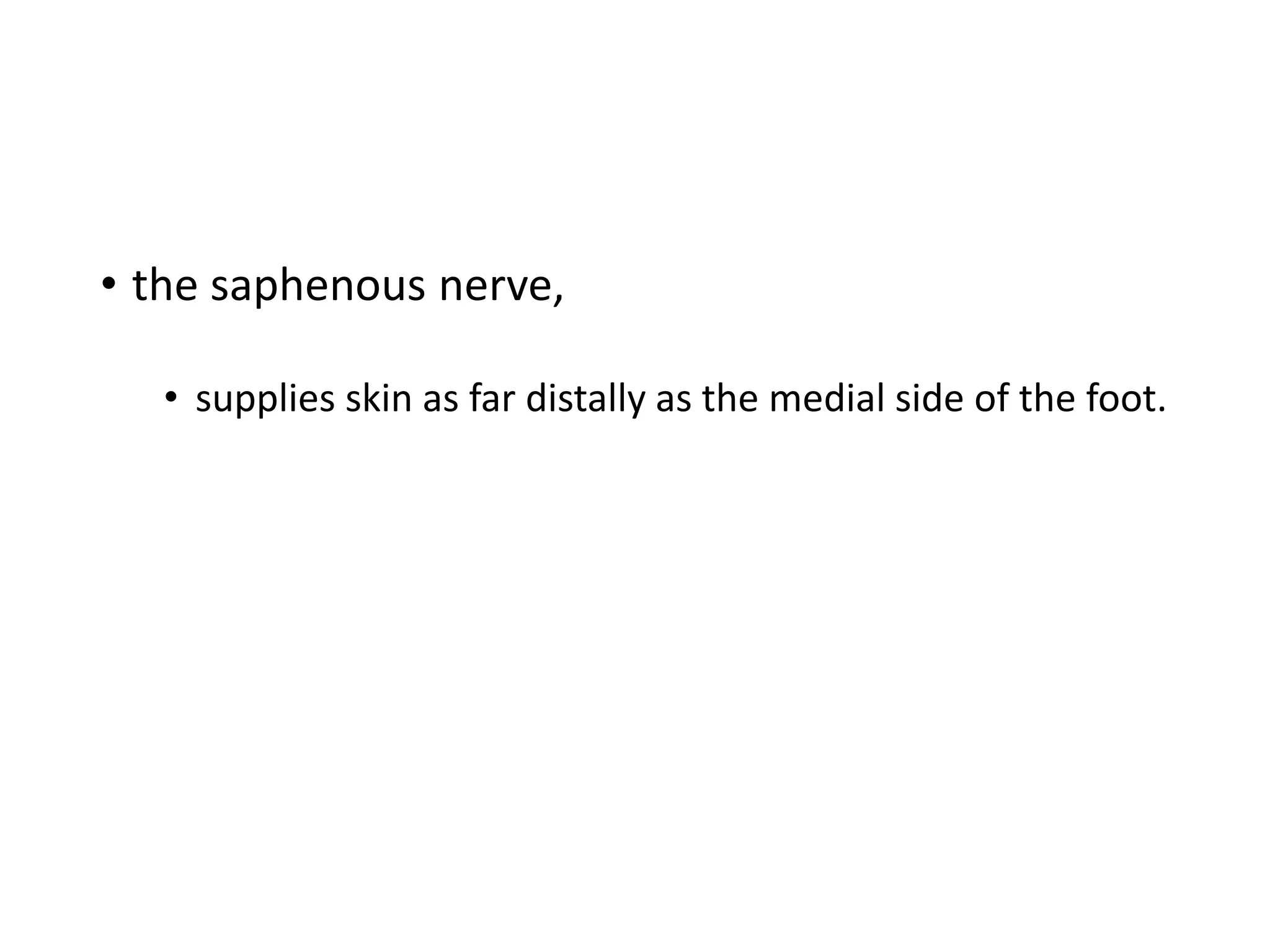 • the saphenous nerve,
• supplies skin as far distally as the medial side of the foot.
 