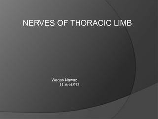 NERVES OF THORACIC LIMB




      Waqas Nawaz
         11-Arid-975
 