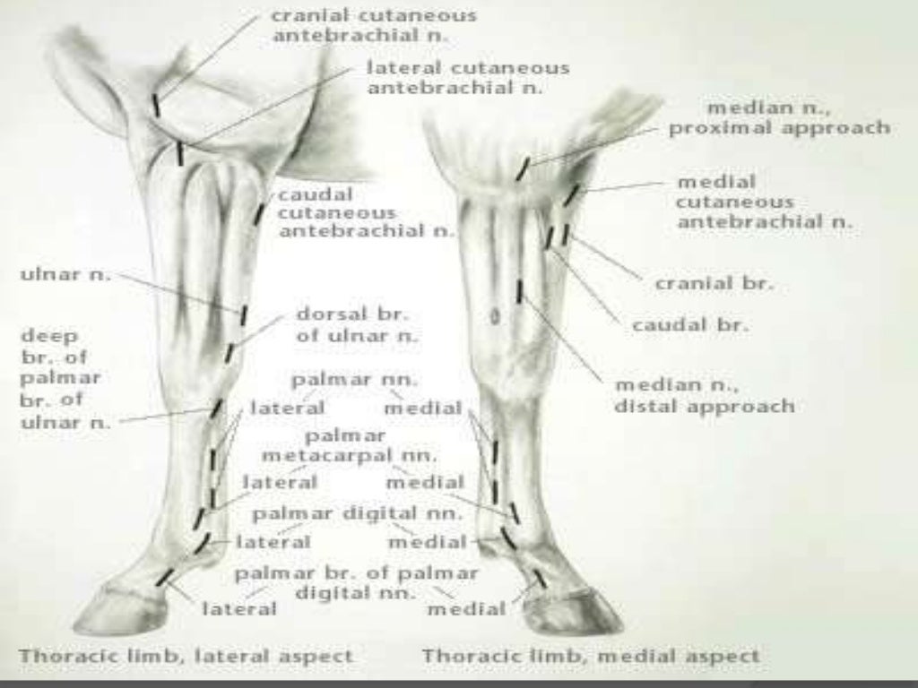 Nerves of thoracic limb
