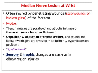 nerves of upper extremity in human .pptx