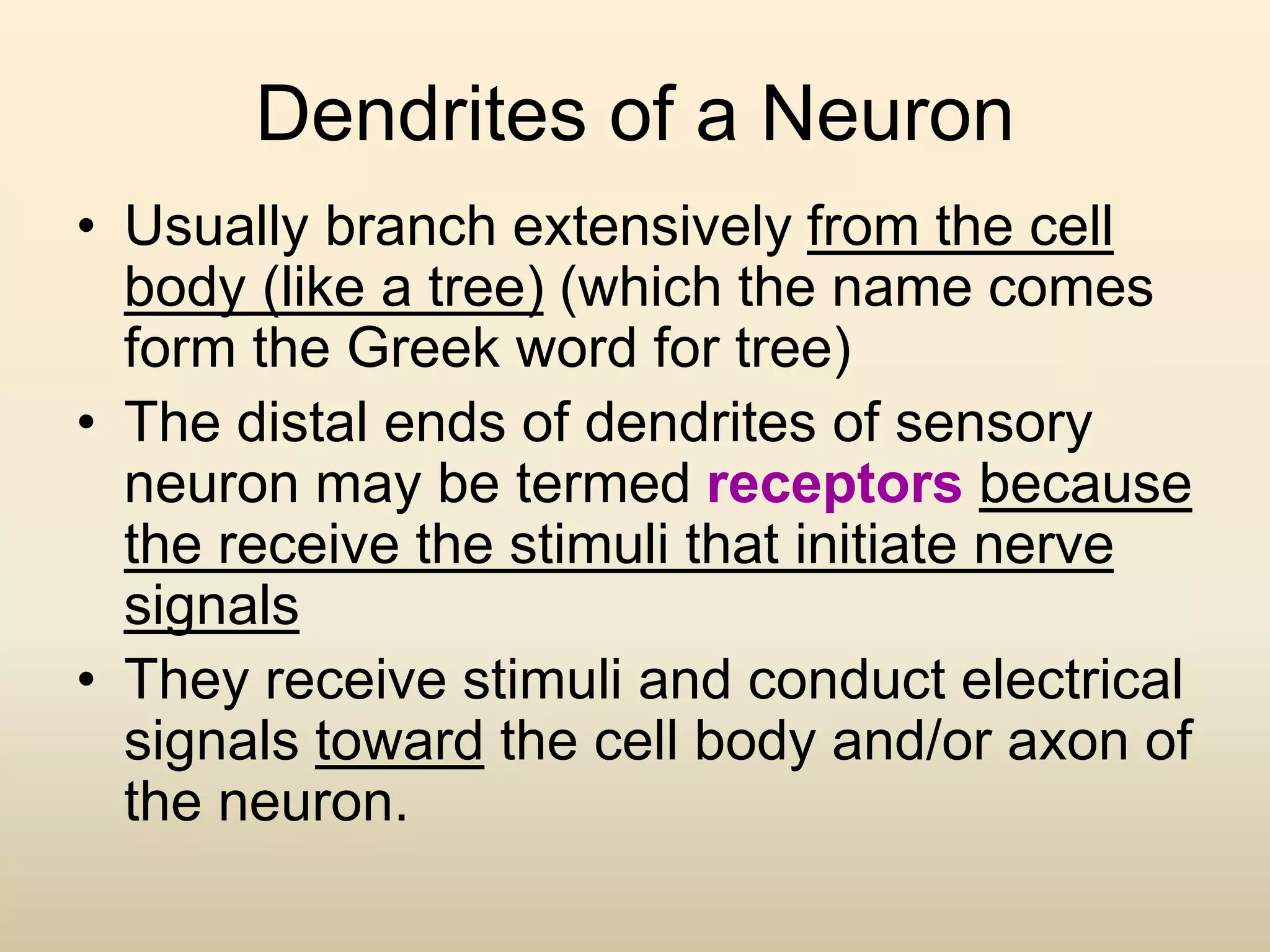 Dendrites of a Neuron
• Usually branch extensively from the cell
body (like a tree) (which the name comes
form the Greek word for tree)
• The distal ends of dendrites of sensory
neuron may be termed receptors because
the receive the stimuli that initiate nerve
signals
• They receive stimuli and conduct electrical
signals toward the cell body and/or axon of
the neuron.
 