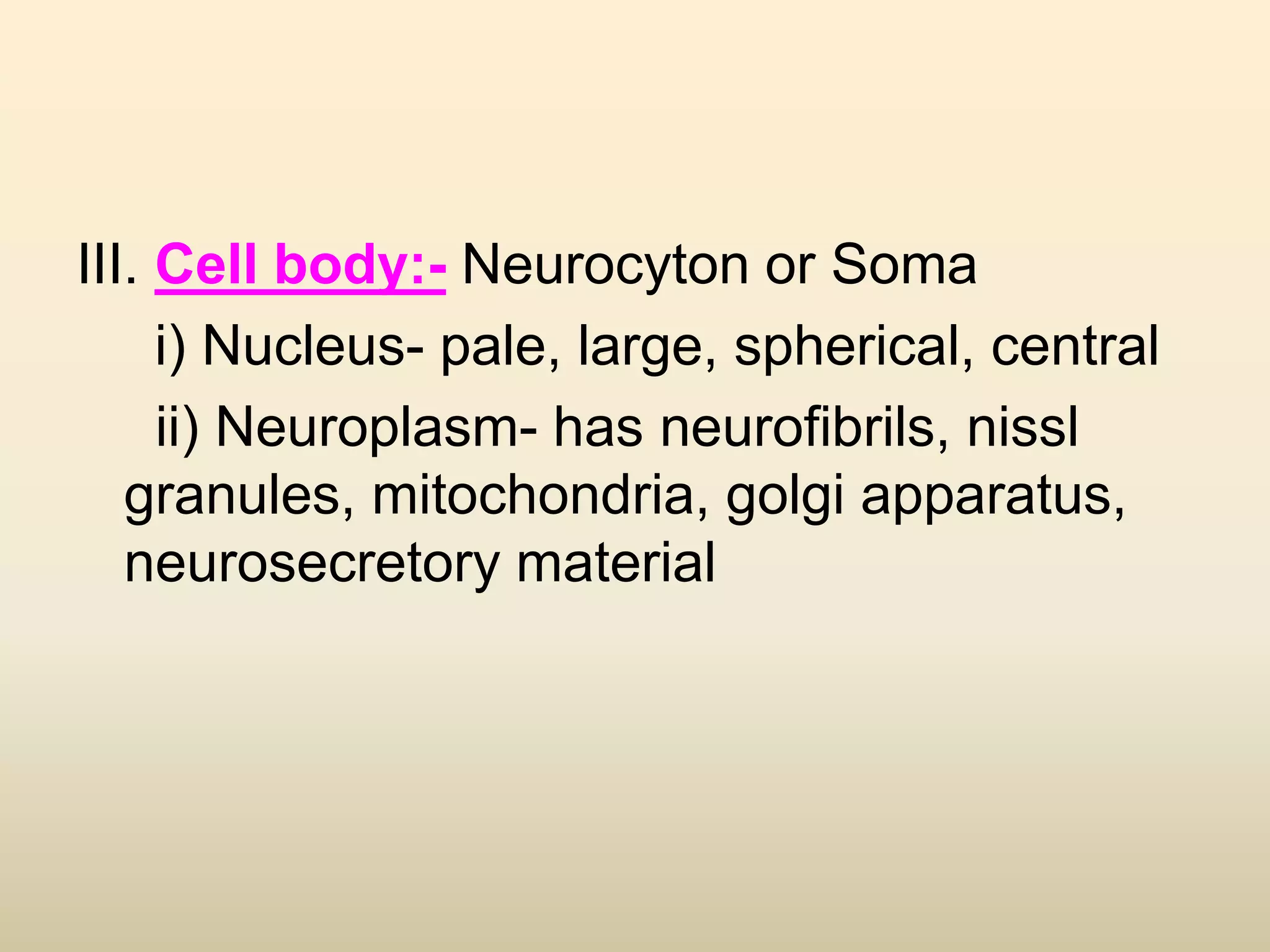 III. Cell body:- Neurocyton or Soma
i) Nucleus- pale, large, spherical, central
ii) Neuroplasm- has neurofibrils, nissl
granules, mitochondria, golgi apparatus,
neurosecretory material
 