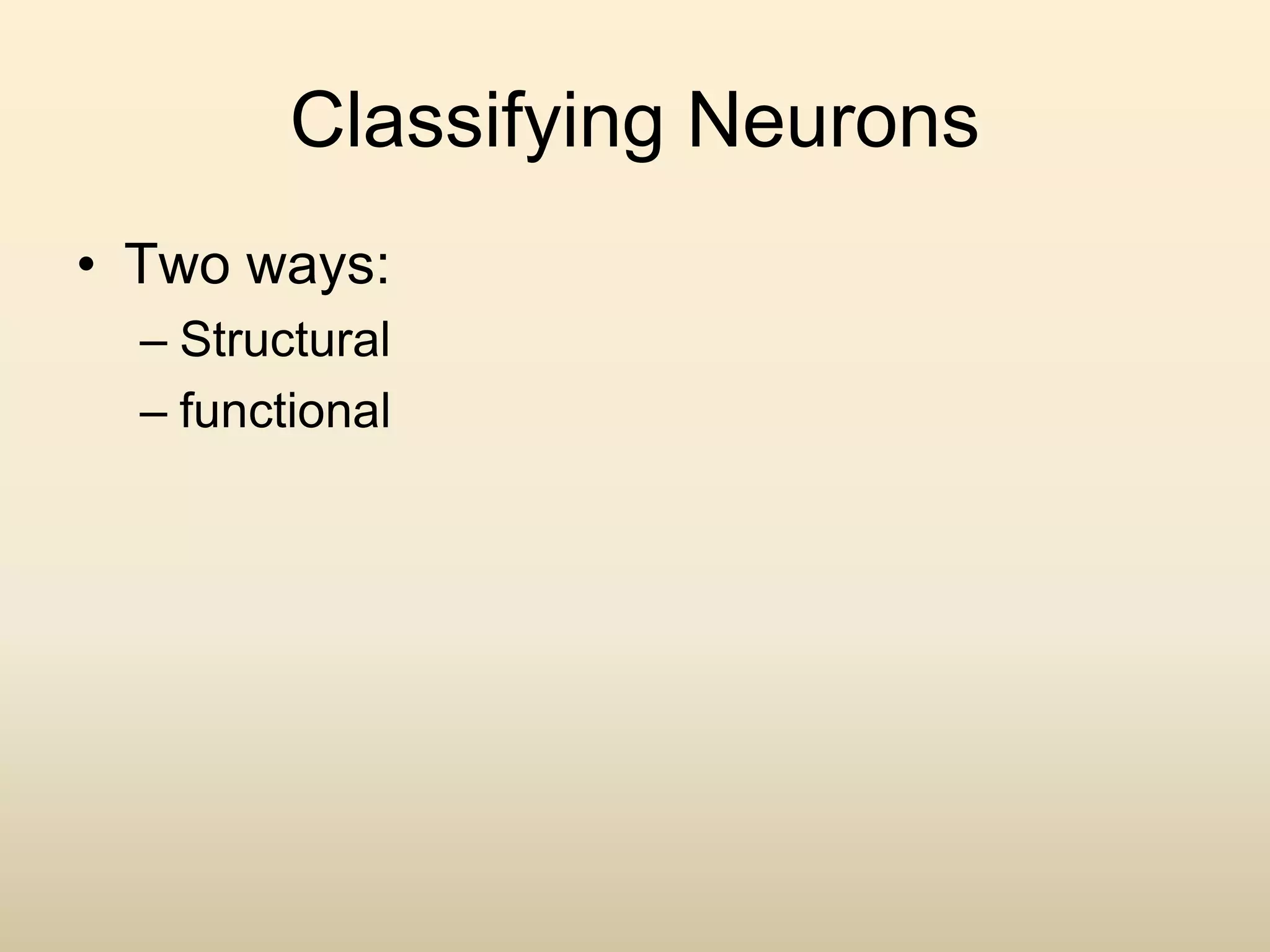 Classifying Neurons
• Two ways:
– Structural
– functional
 