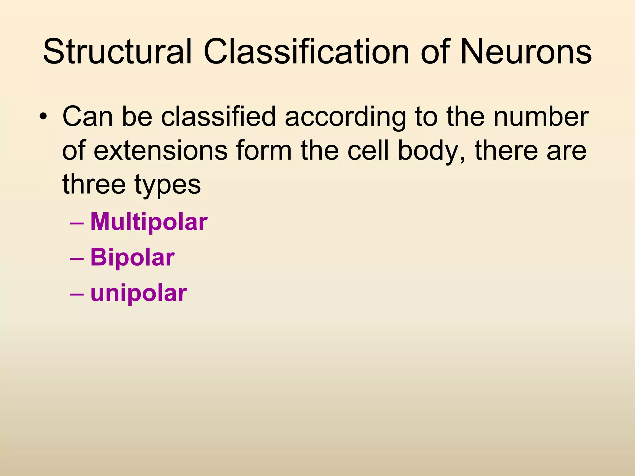Structural Classification of Neurons
• Can be classified according to the number
of extensions form the cell body, there are
three types
– Multipolar
– Bipolar
– unipolar
 