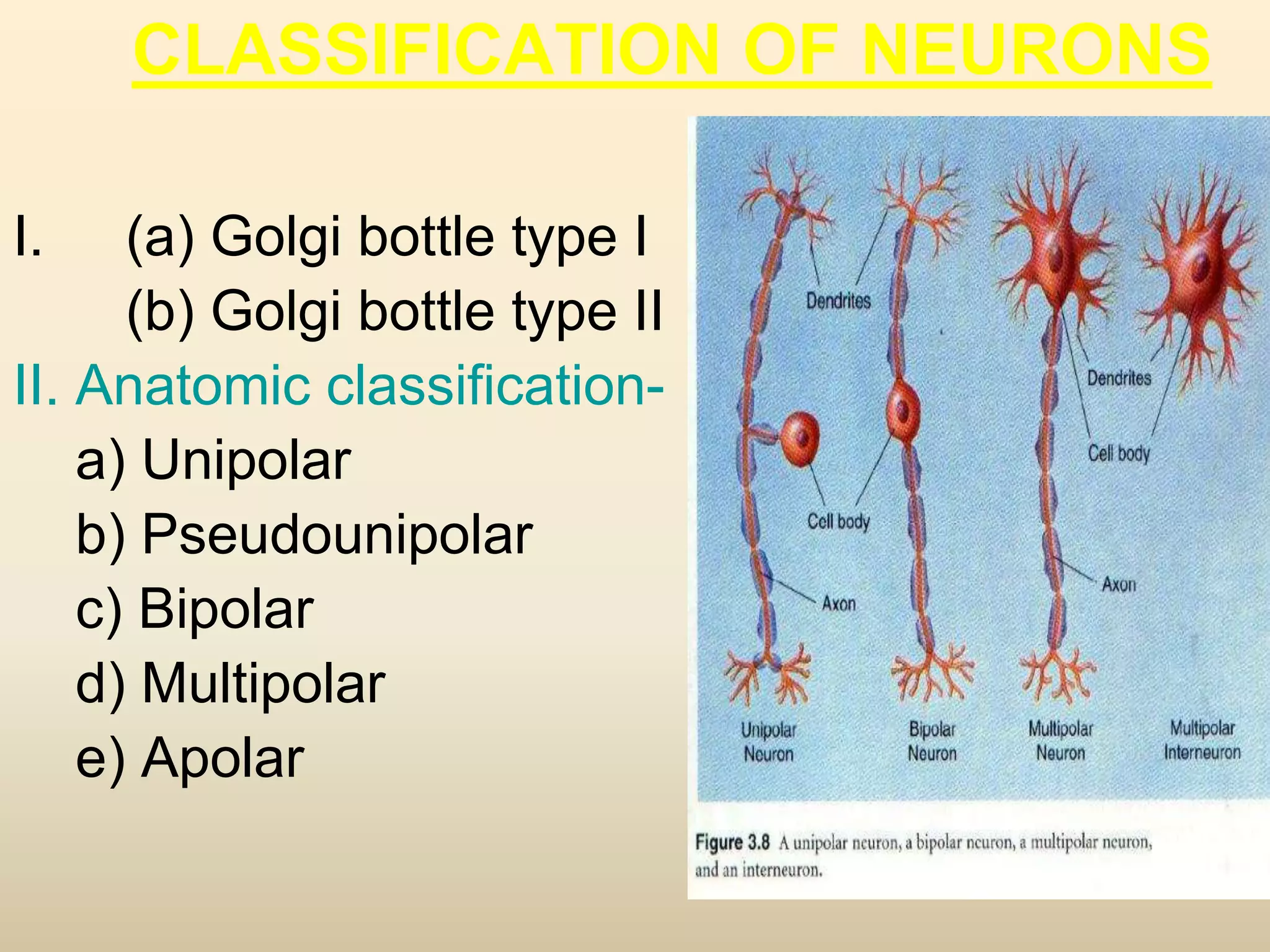 CLASSIFICATION OF NEURONS
I. (a) Golgi bottle type I
(b) Golgi bottle type II
II. Anatomic classification-
a) Unipolar
b) Pseudounipolar
c) Bipolar
d) Multipolar
e) Apolar
 