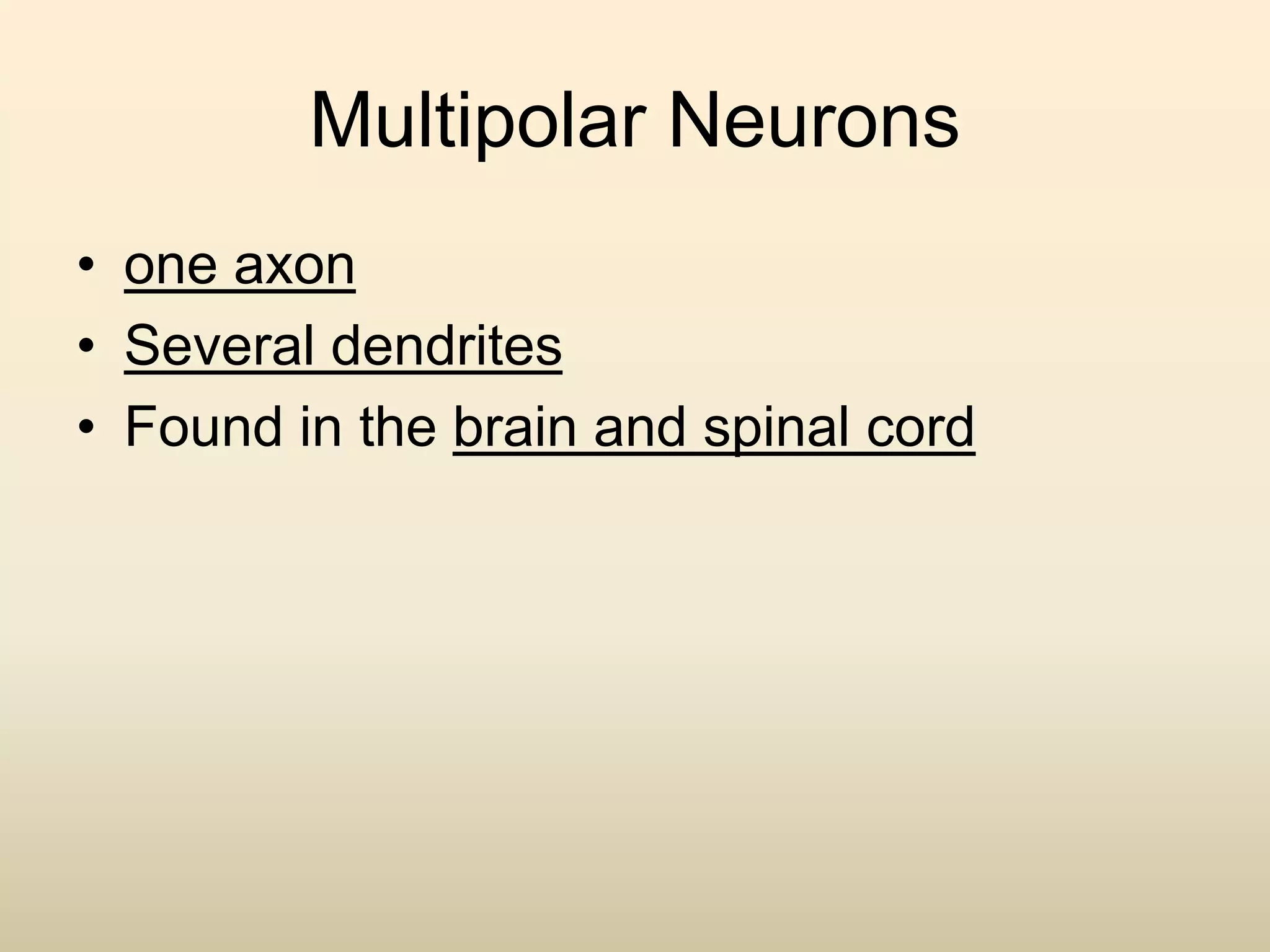 Multipolar Neurons
• one axon
• Several dendrites
• Found in the brain and spinal cord
 