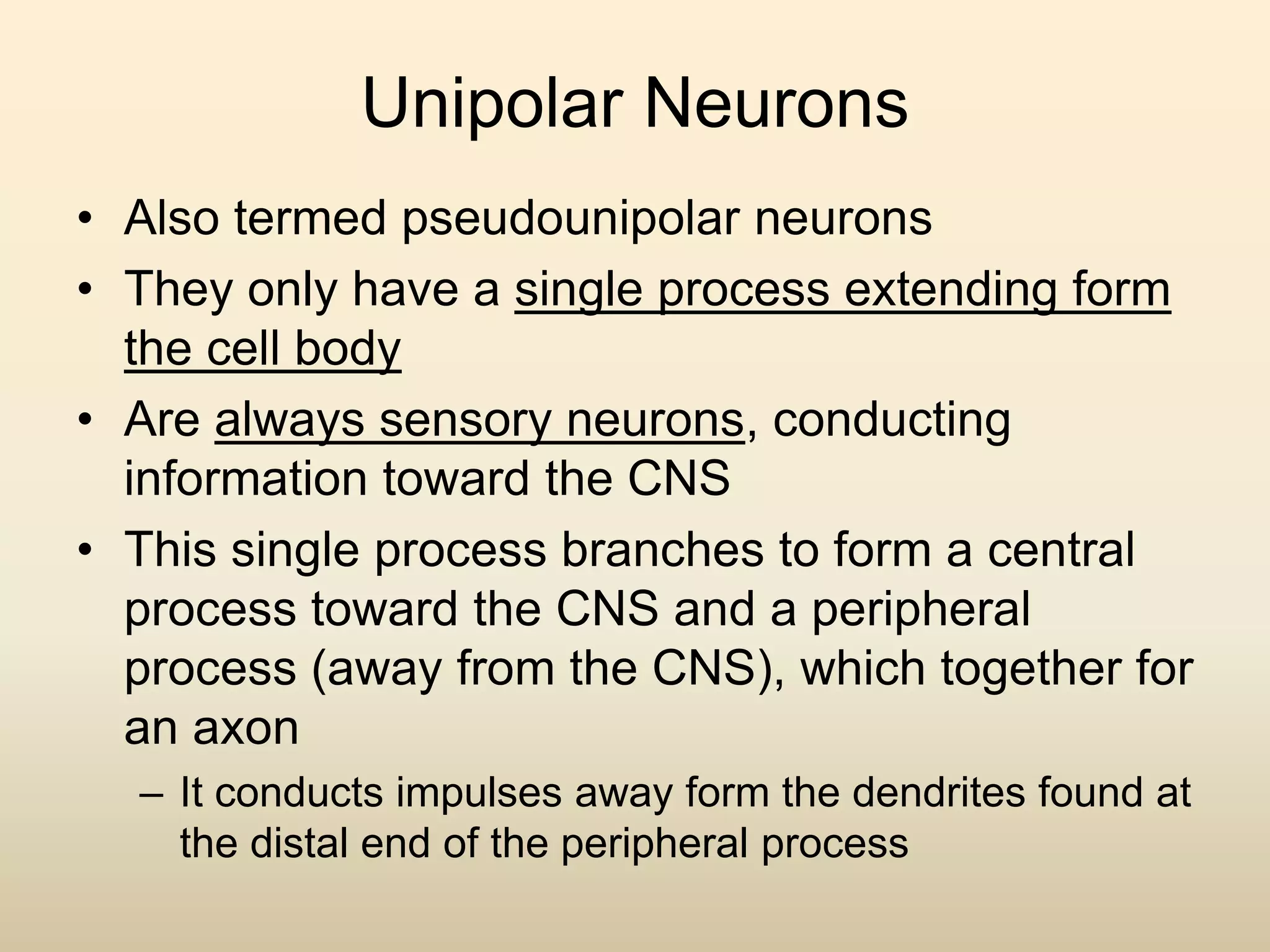 Unipolar Neurons
• Also termed pseudounipolar neurons
• They only have a single process extending form
the cell body
• Are always sensory neurons, conducting
information toward the CNS
• This single process branches to form a central
process toward the CNS and a peripheral
process (away from the CNS), which together for
an axon
– It conducts impulses away form the dendrites found at
the distal end of the peripheral process
 