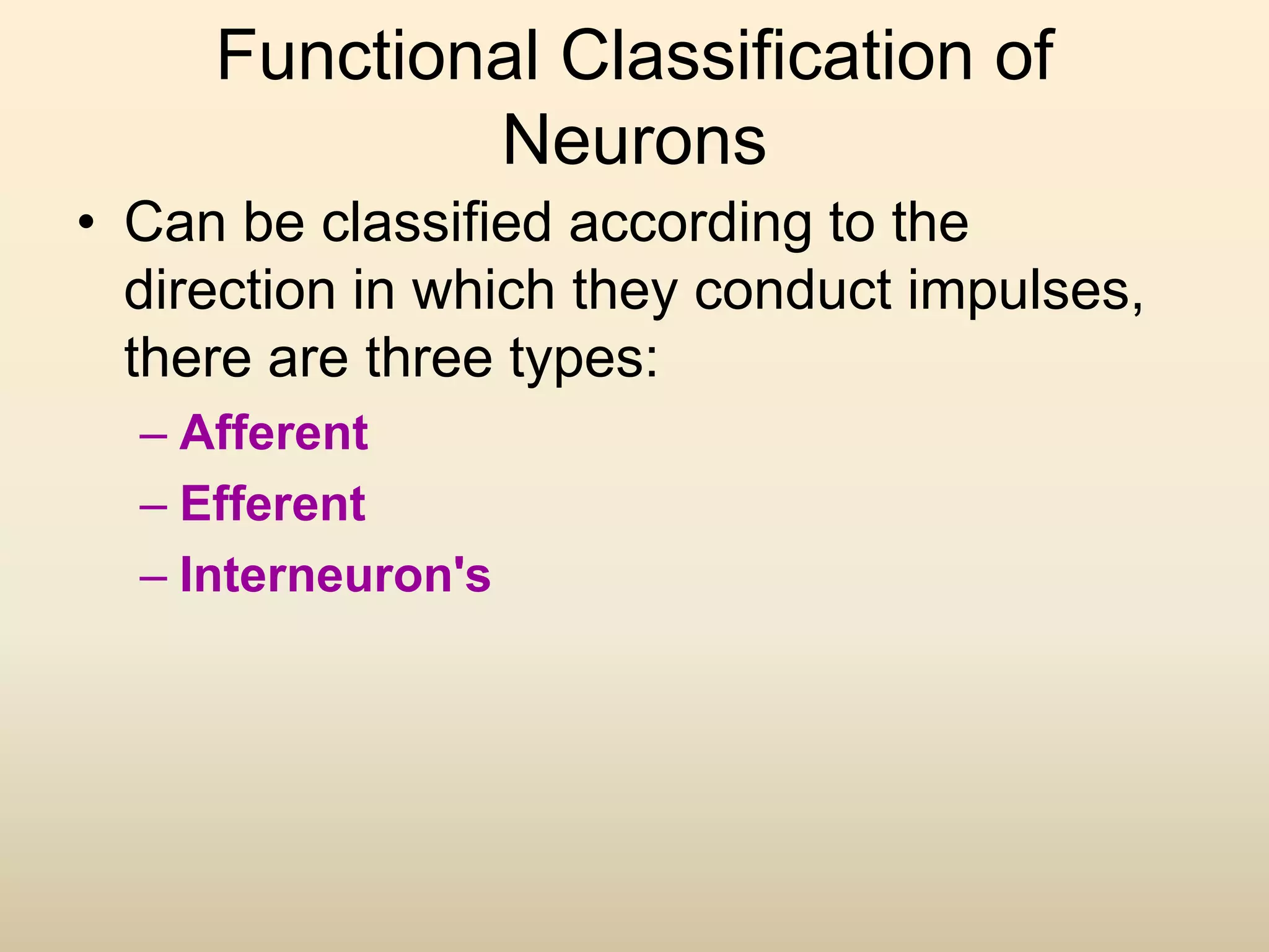 Functional Classification of
Neurons
• Can be classified according to the
direction in which they conduct impulses,
there are three types:
– Afferent
– Efferent
– Interneuron's
 