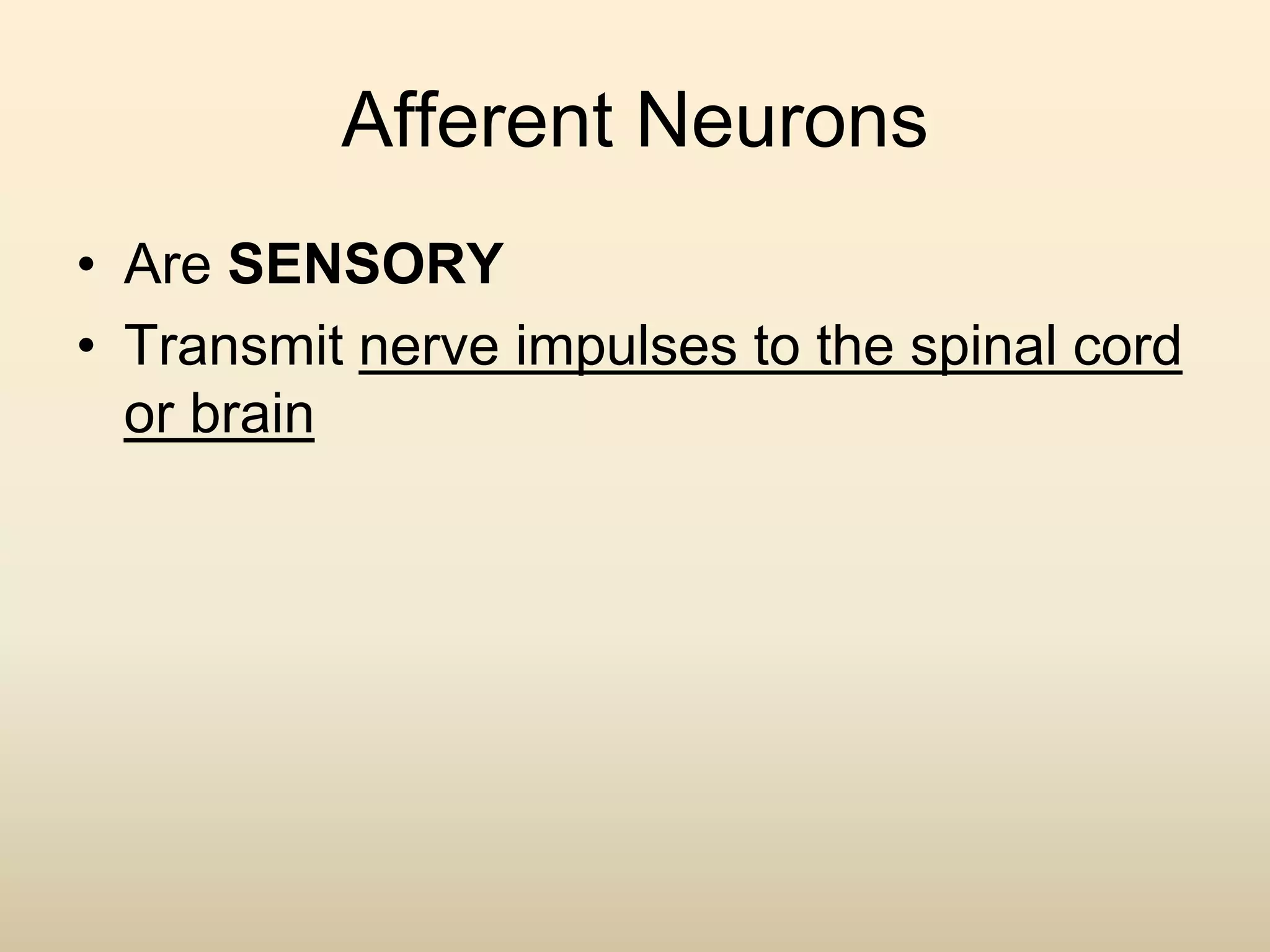 Afferent Neurons
• Are SENSORY
• Transmit nerve impulses to the spinal cord
or brain
 