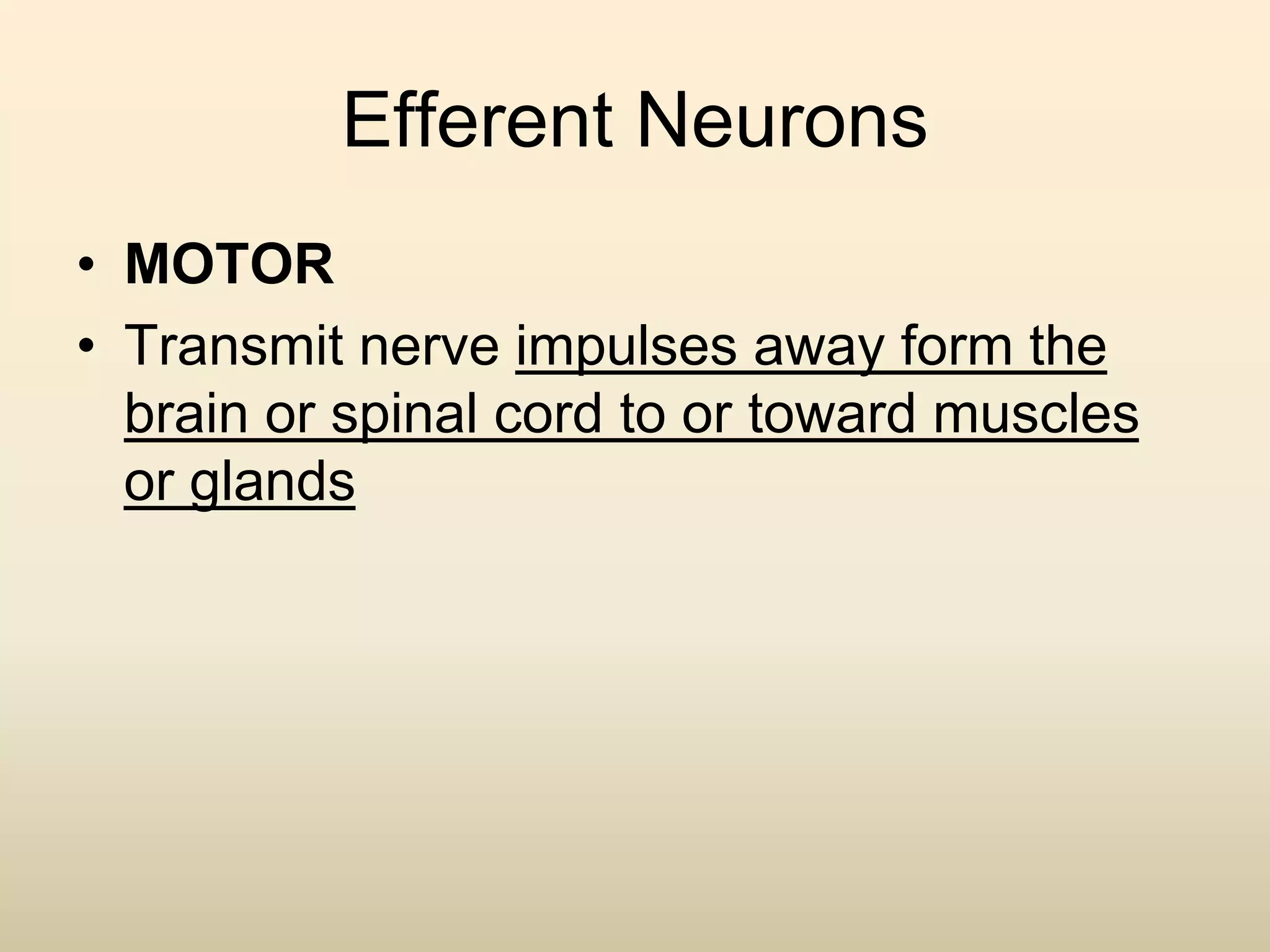 Efferent Neurons
• MOTOR
• Transmit nerve impulses away form the
brain or spinal cord to or toward muscles
or glands
 