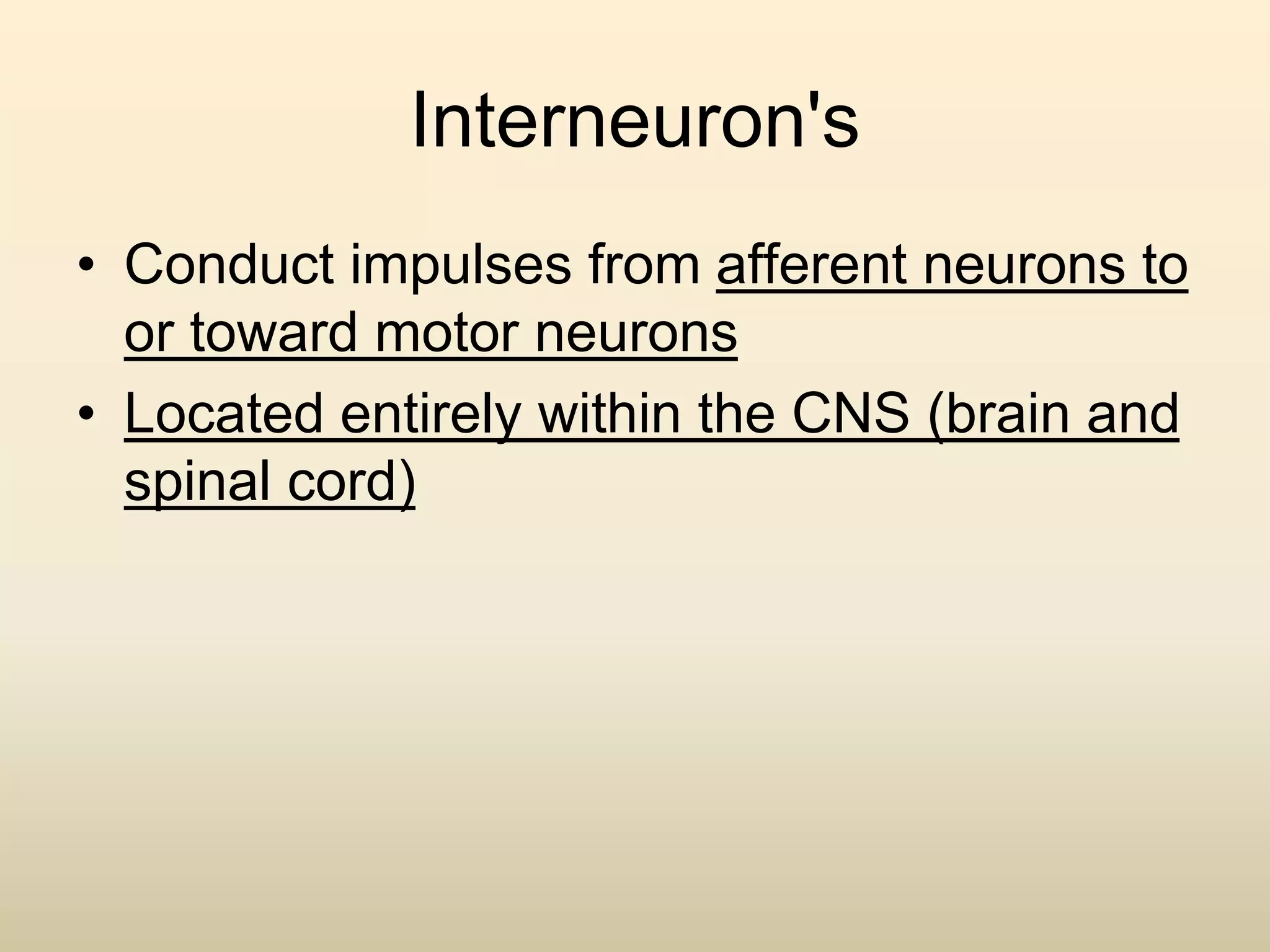 Interneuron's
• Conduct impulses from afferent neurons to
or toward motor neurons
• Located entirely within the CNS (brain and
spinal cord)
 