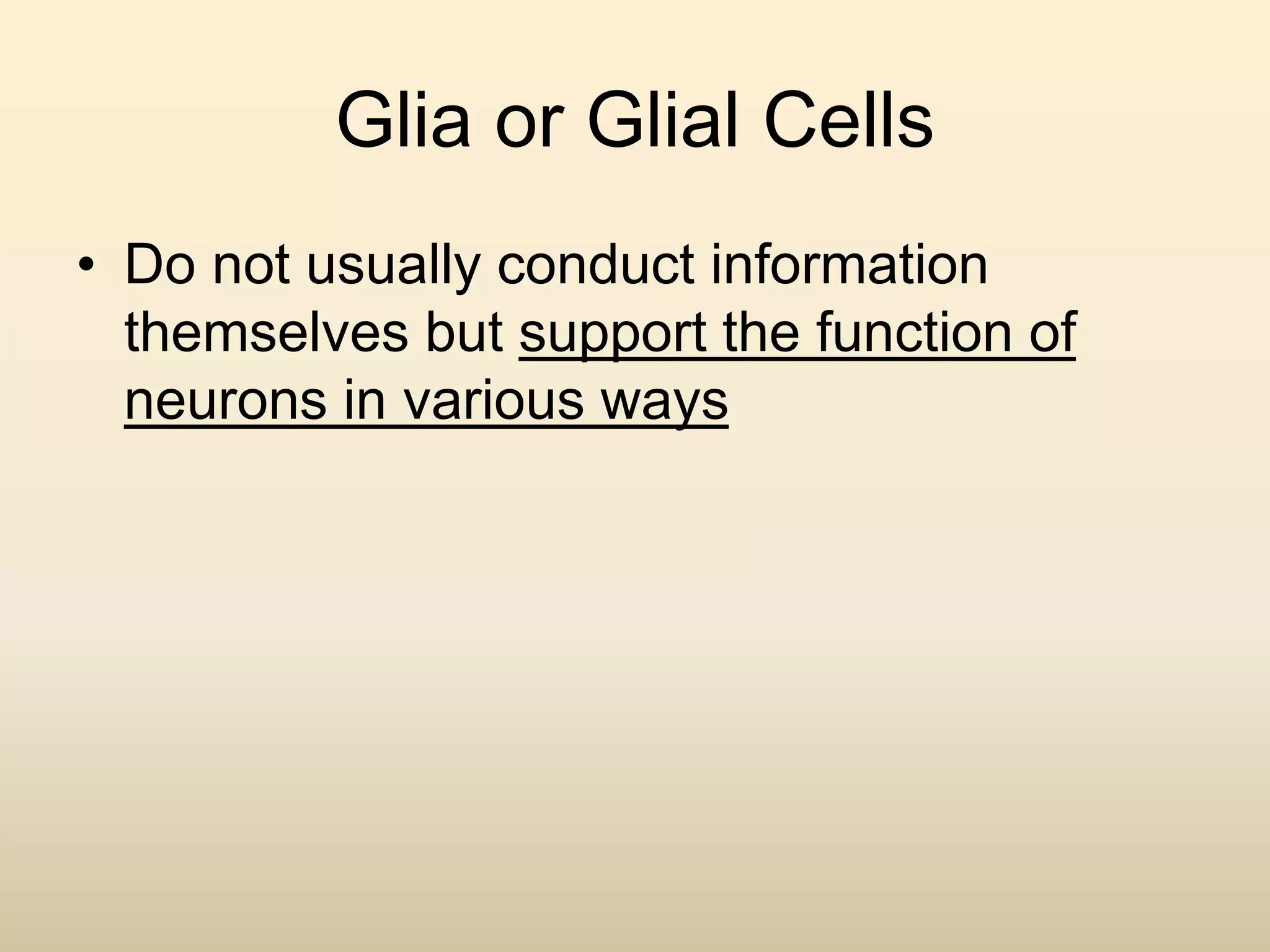 Glia or Glial Cells
• Do not usually conduct information
themselves but support the function of
neurons in various ways
 