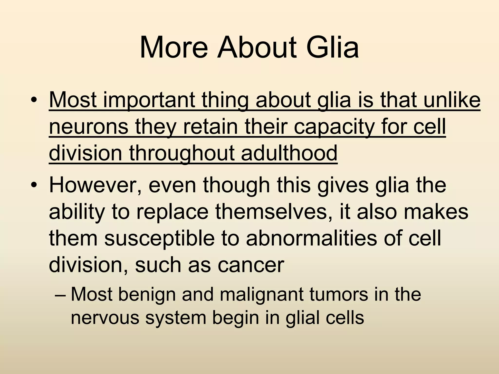 More About Glia
• Most important thing about glia is that unlike
neurons they retain their capacity for cell
division throughout adulthood
• However, even though this gives glia the
ability to replace themselves, it also makes
them susceptible to abnormalities of cell
division, such as cancer
– Most benign and malignant tumors in the
nervous system begin in glial cells
 