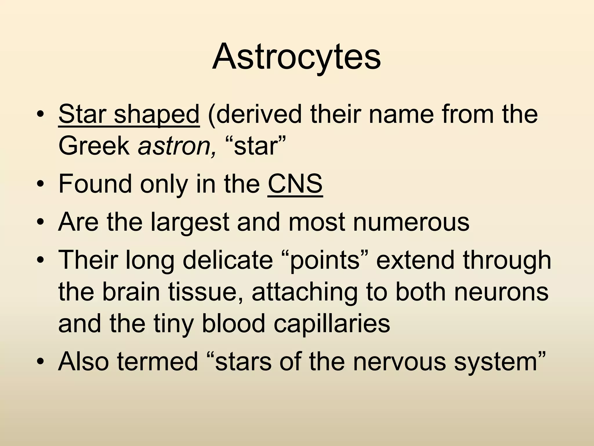Astrocytes
• Star shaped (derived their name from the
Greek astron, “star”
• Found only in the CNS
• Are the largest and most numerous
• Their long delicate “points” extend through
the brain tissue, attaching to both neurons
and the tiny blood capillaries
• Also termed “stars of the nervous system”
 