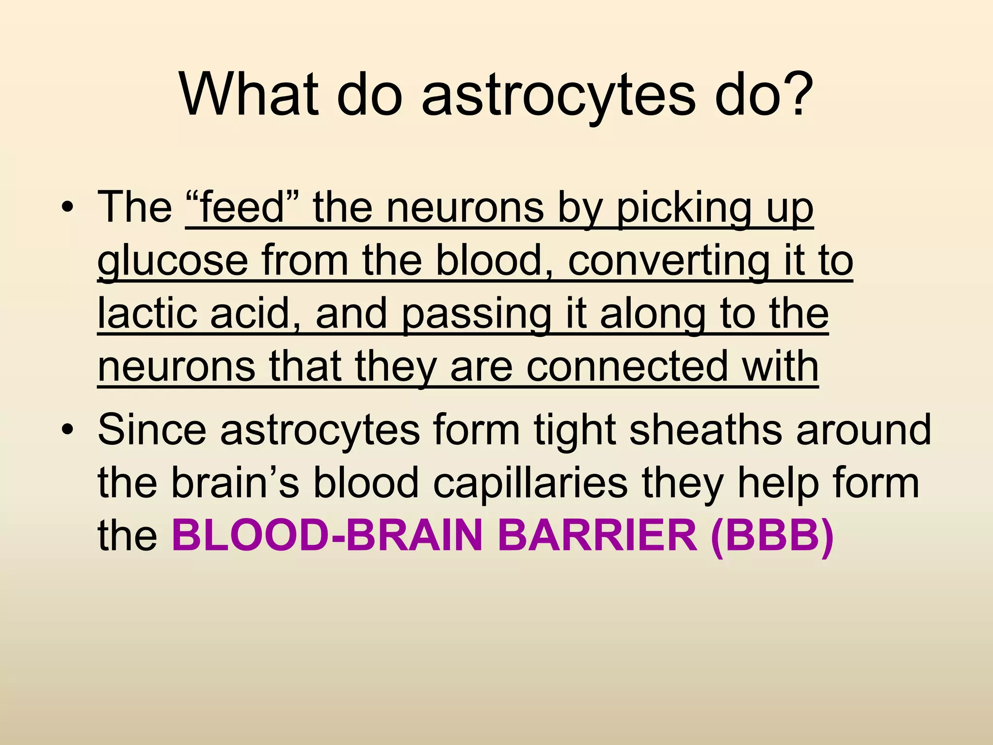 What do astrocytes do?
• The “feed” the neurons by picking up
glucose from the blood, converting it to
lactic acid, and passing it along to the
neurons that they are connected with
• Since astrocytes form tight sheaths around
the brain’s blood capillaries they help form
the BLOOD-BRAIN BARRIER (BBB)
 