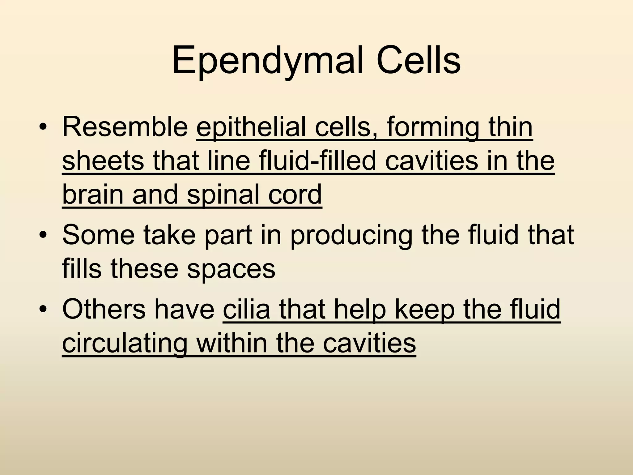 Ependymal Cells
• Resemble epithelial cells, forming thin
sheets that line fluid-filled cavities in the
brain and spinal cord
• Some take part in producing the fluid that
fills these spaces
• Others have cilia that help keep the fluid
circulating within the cavities
 