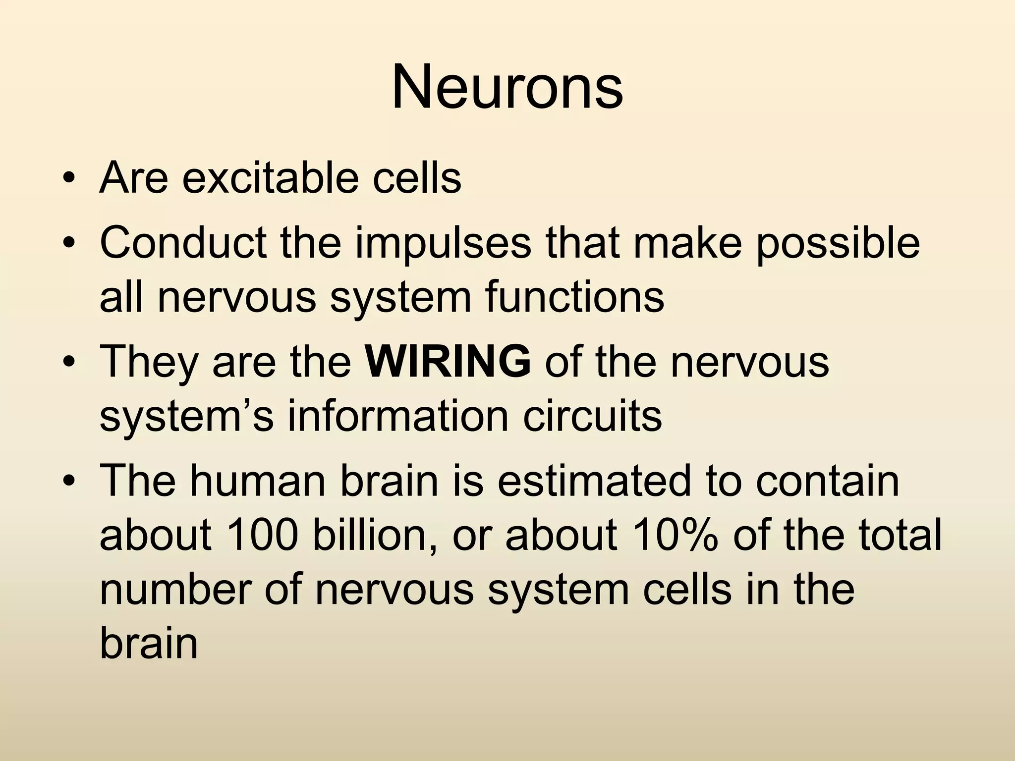 Neurons
• Are excitable cells
• Conduct the impulses that make possible
all nervous system functions
• They are the WIRING of the nervous
system’s information circuits
• The human brain is estimated to contain
about 100 billion, or about 10% of the total
number of nervous system cells in the
brain
 