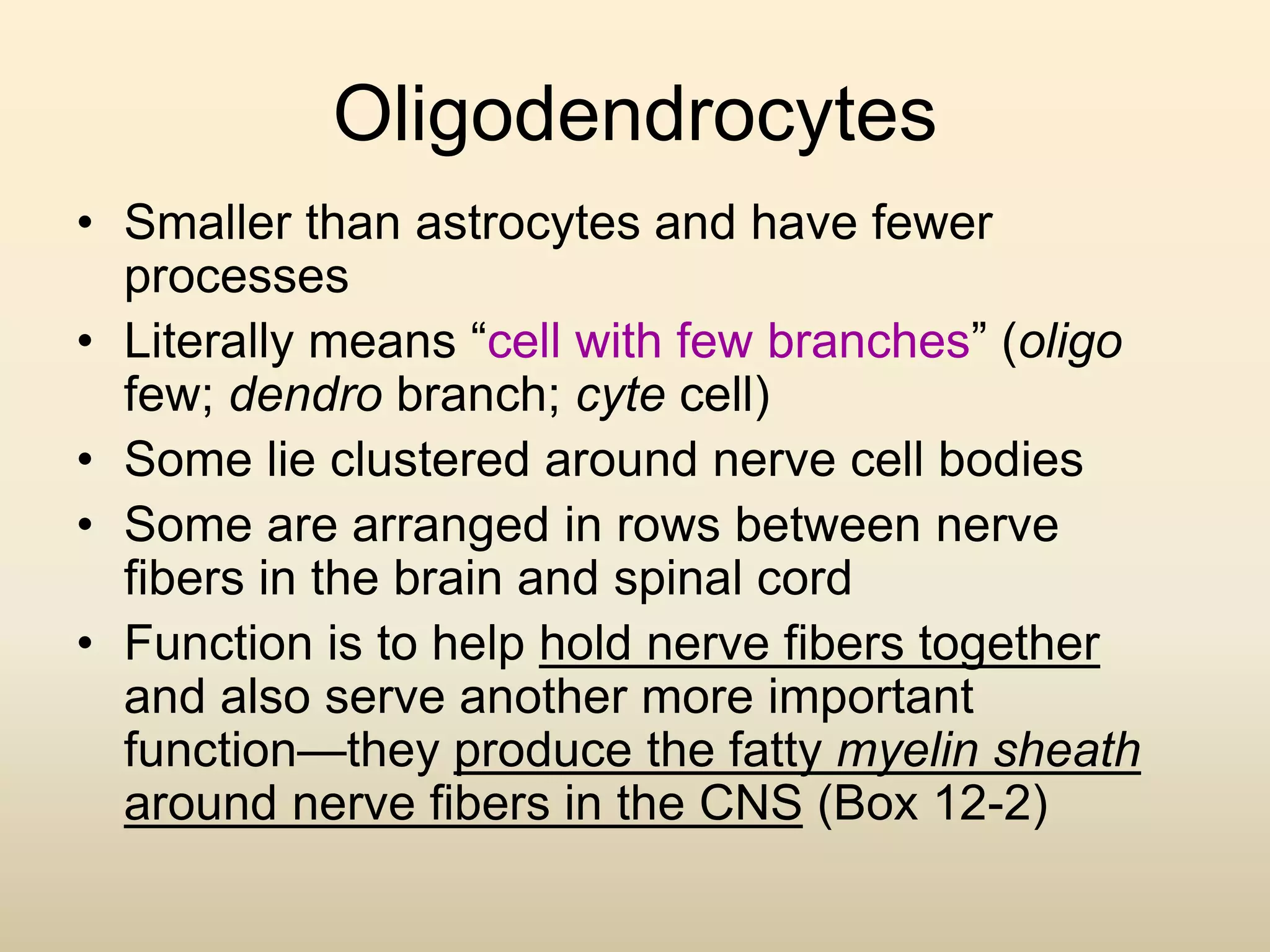 Oligodendrocytes
• Smaller than astrocytes and have fewer
processes
• Literally means “cell with few branches” (oligo
few; dendro branch; cyte cell)
• Some lie clustered around nerve cell bodies
• Some are arranged in rows between nerve
fibers in the brain and spinal cord
• Function is to help hold nerve fibers together
and also serve another more important
function—they produce the fatty myelin sheath
around nerve fibers in the CNS (Box 12-2)
 