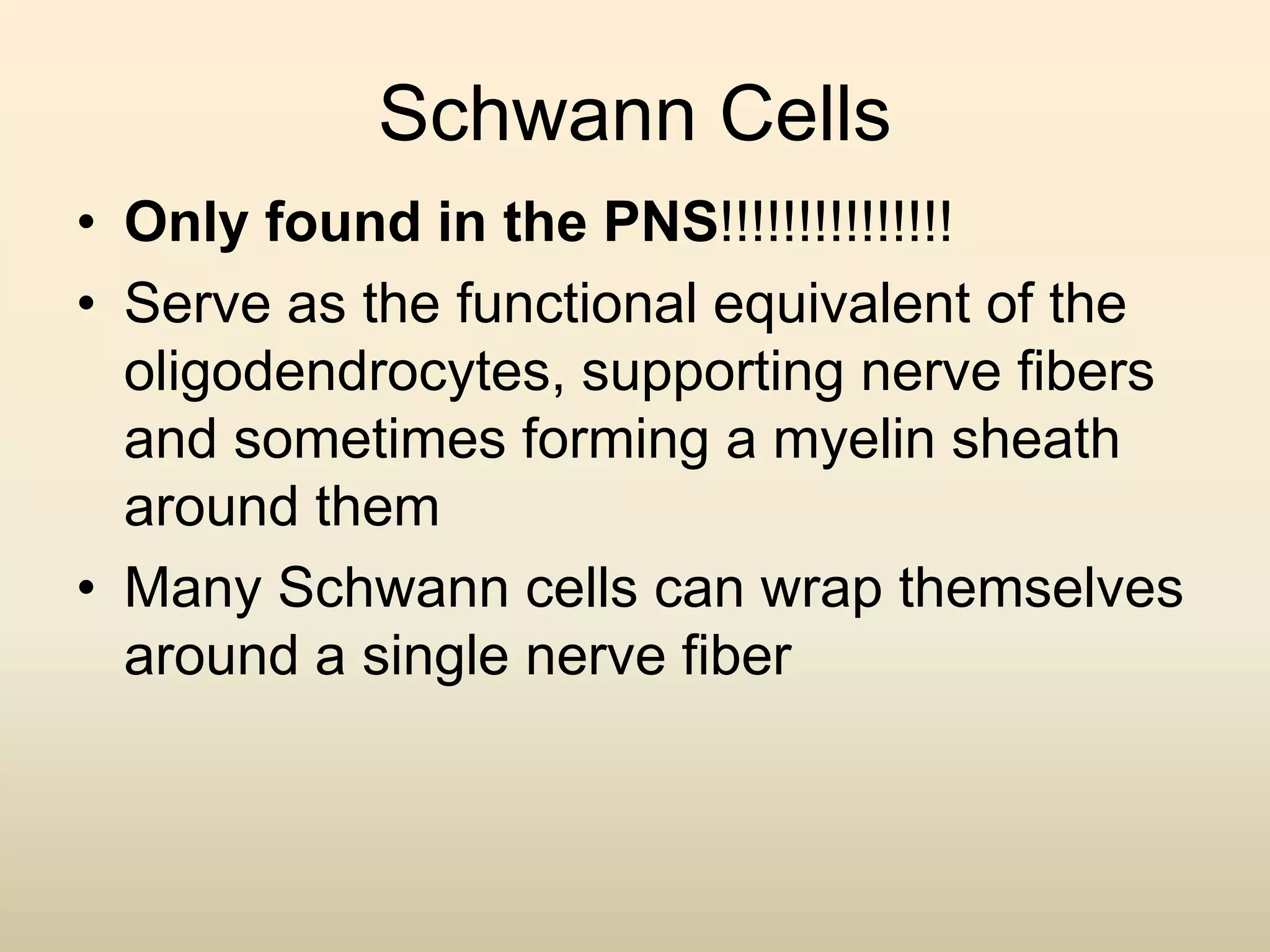 Schwann Cells
• Only found in the PNS!!!!!!!!!!!!!!!
• Serve as the functional equivalent of the
oligodendrocytes, supporting nerve fibers
and sometimes forming a myelin sheath
around them
• Many Schwann cells can wrap themselves
around a single nerve fiber
 