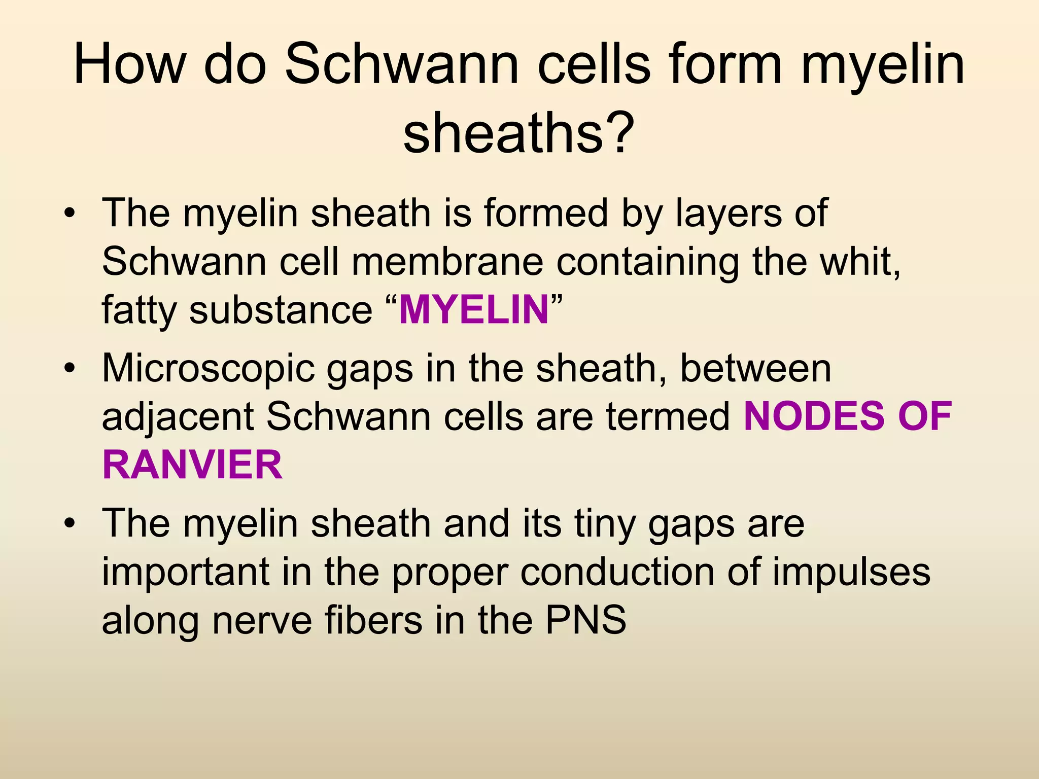How do Schwann cells form myelin
sheaths?
• The myelin sheath is formed by layers of
Schwann cell membrane containing the whit,
fatty substance “MYELIN”
• Microscopic gaps in the sheath, between
adjacent Schwann cells are termed NODES OF
RANVIER
• The myelin sheath and its tiny gaps are
important in the proper conduction of impulses
along nerve fibers in the PNS
 