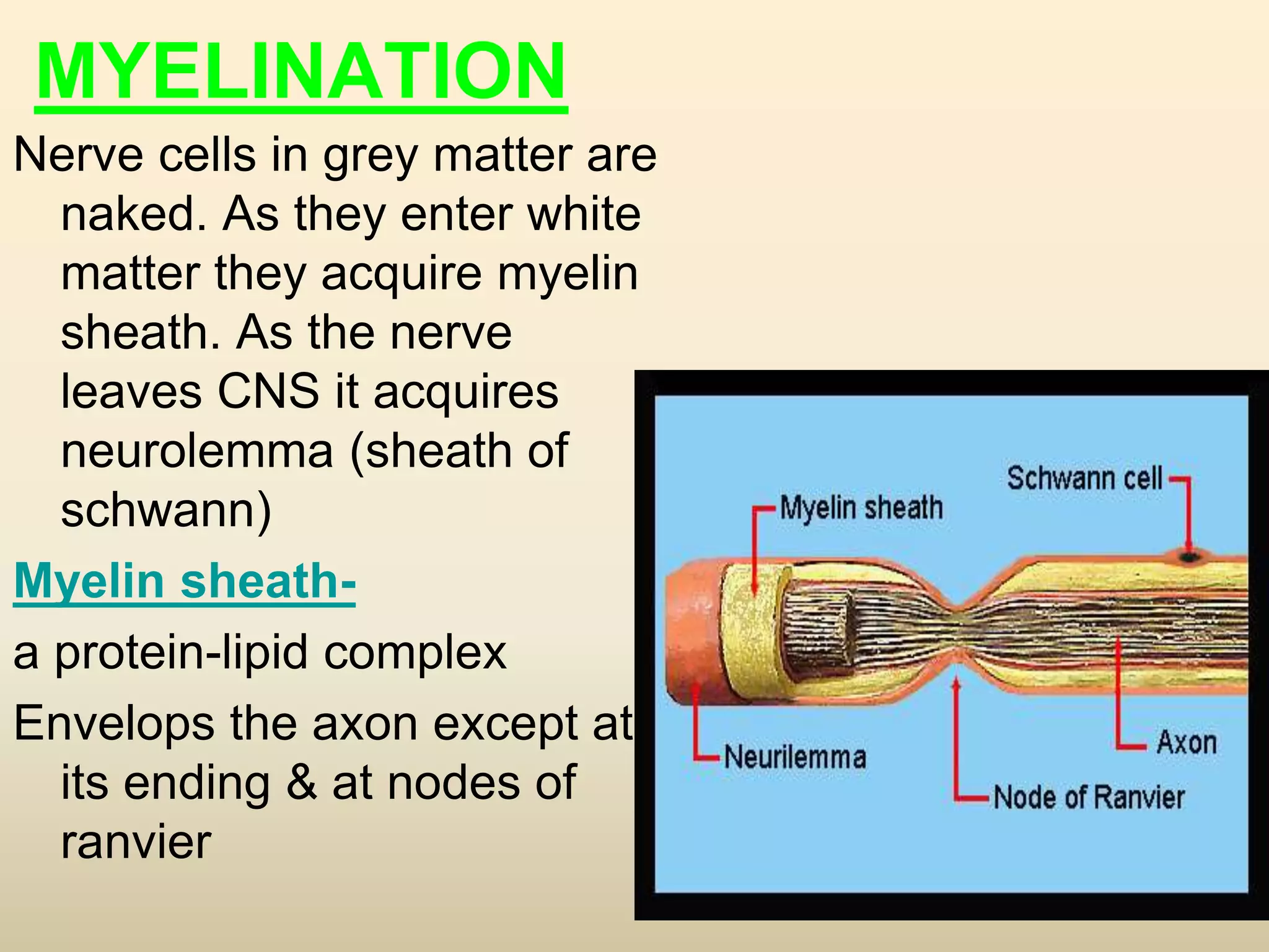 MYELINATION
Nerve cells in grey matter are
naked. As they enter white
matter they acquire myelin
sheath. As the nerve
leaves CNS it acquires
neurolemma (sheath of
schwann)
Myelin sheath-
a protein-lipid complex
Envelops the axon except at
its ending & at nodes of
ranvier
 