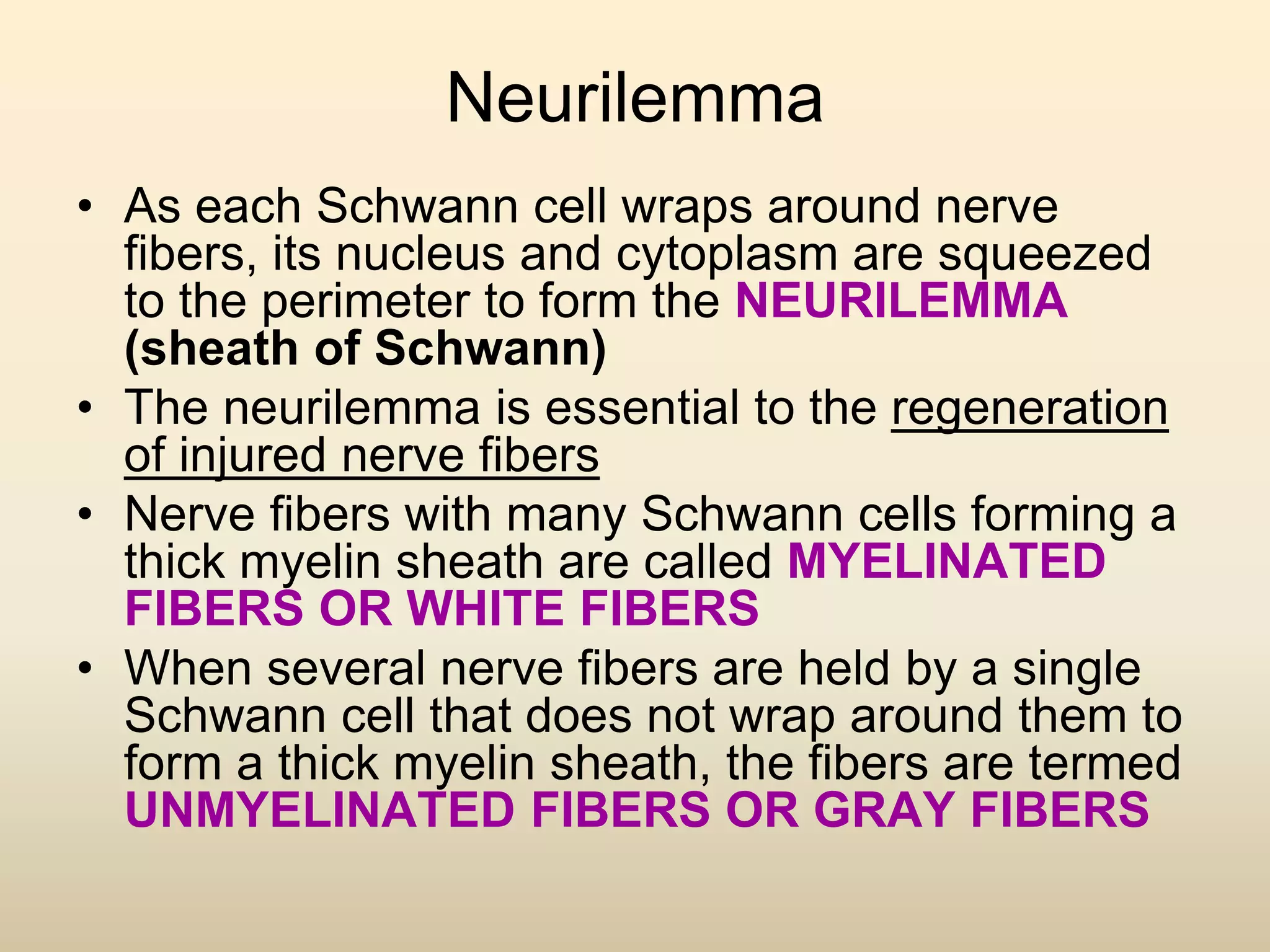 Neurilemma
• As each Schwann cell wraps around nerve
fibers, its nucleus and cytoplasm are squeezed
to the perimeter to form the NEURILEMMA
(sheath of Schwann)
• The neurilemma is essential to the regeneration
of injured nerve fibers
• Nerve fibers with many Schwann cells forming a
thick myelin sheath are called MYELINATED
FIBERS OR WHITE FIBERS
• When several nerve fibers are held by a single
Schwann cell that does not wrap around them to
form a thick myelin sheath, the fibers are termed
UNMYELINATED FIBERS OR GRAY FIBERS
 