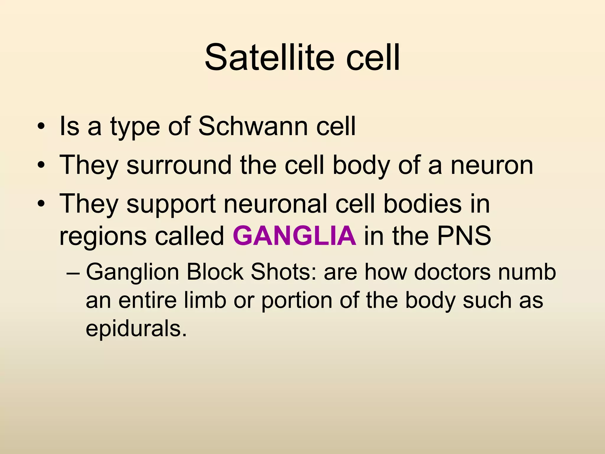 Satellite cell
• Is a type of Schwann cell
• They surround the cell body of a neuron
• They support neuronal cell bodies in
regions called GANGLIA in the PNS
– Ganglion Block Shots: are how doctors numb
an entire limb or portion of the body such as
epidurals.
 