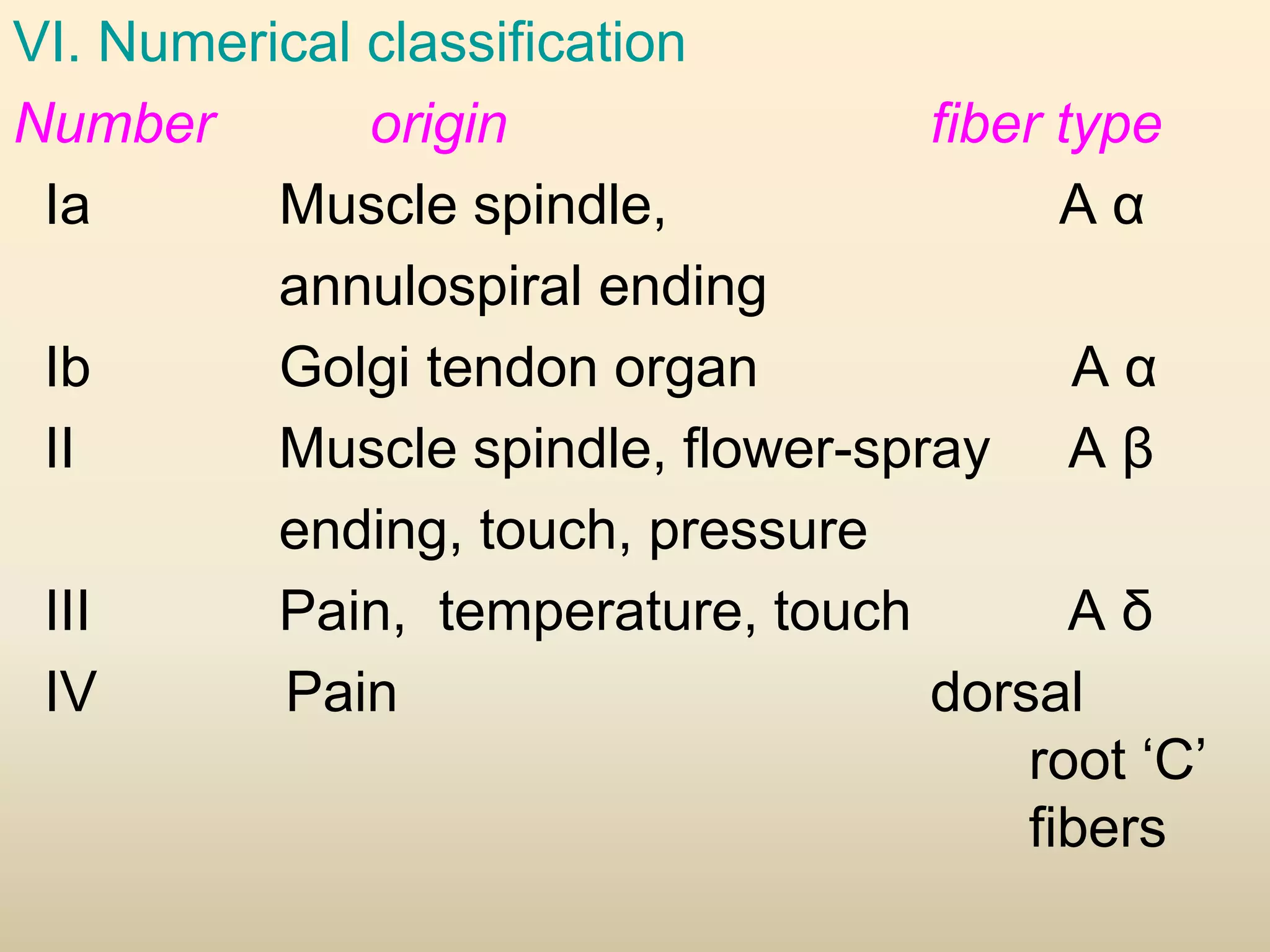 VI. Numerical classification
Number origin fiber type
Ia Muscle spindle, A α
annulospiral ending
Ib Golgi tendon organ A α
II Muscle spindle, flower-spray A β
ending, touch, pressure
III Pain, temperature, touch A δ
IV Pain dorsal
root ‘C’
fibers
 