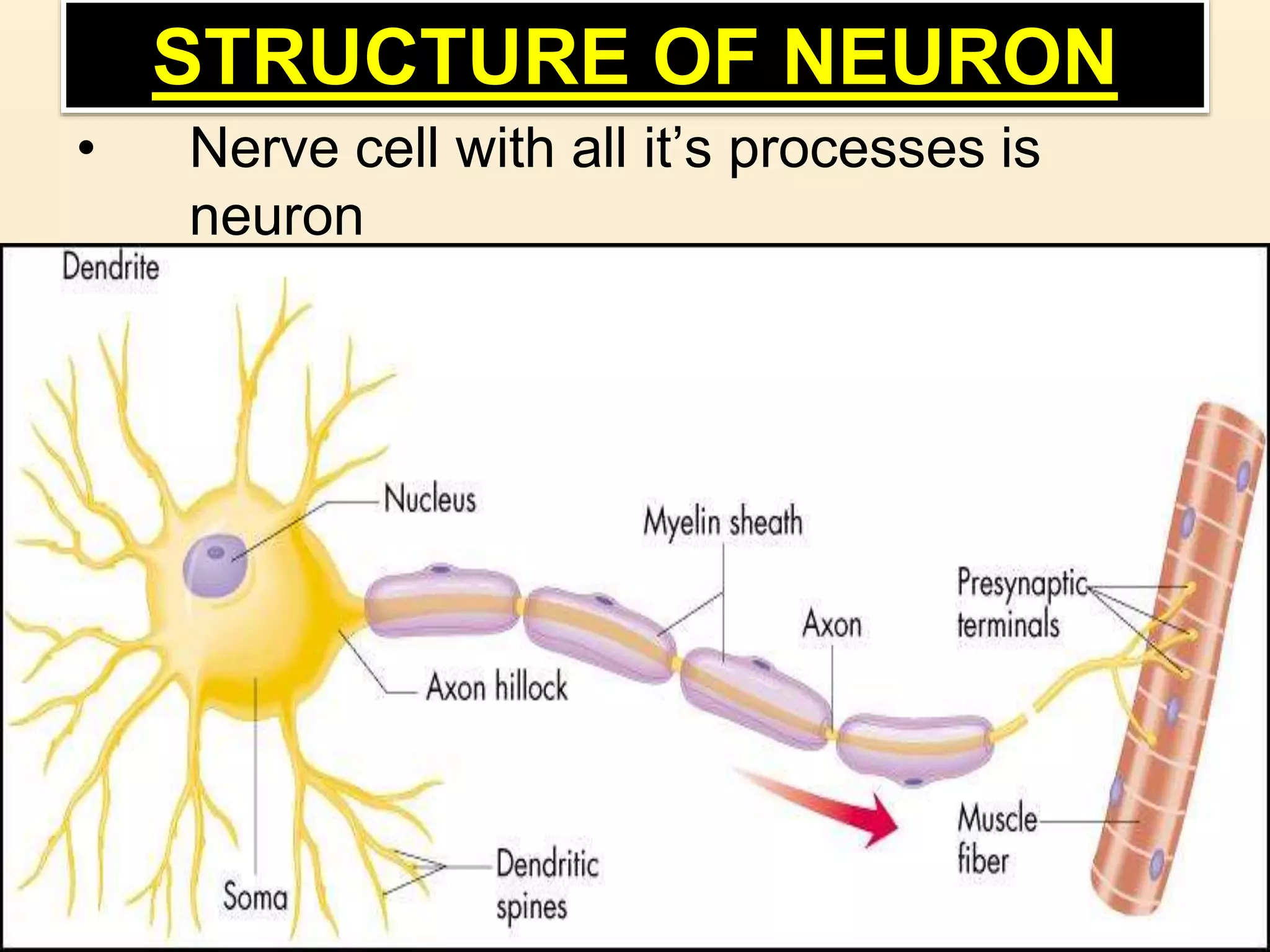 STRUCTURE OF NEURON
• Nerve cell with all it’s processes is
neuron
 
