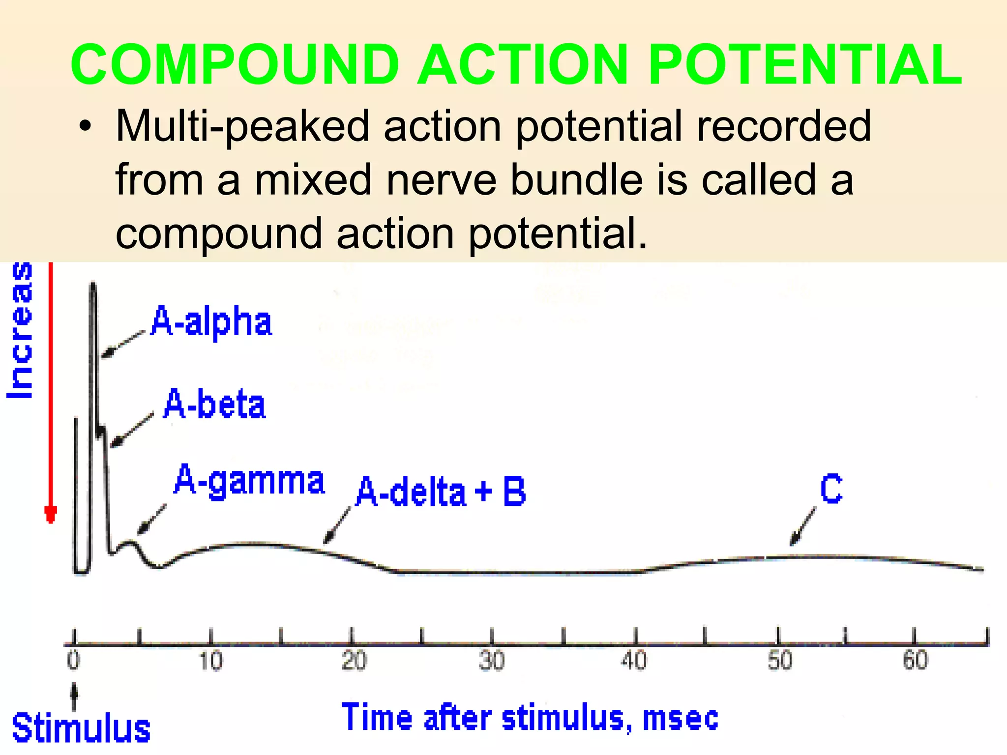 COMPOUND ACTION POTENTIAL
• Multi-peaked action potential recorded
from a mixed nerve bundle is called a
compound action potential.
 