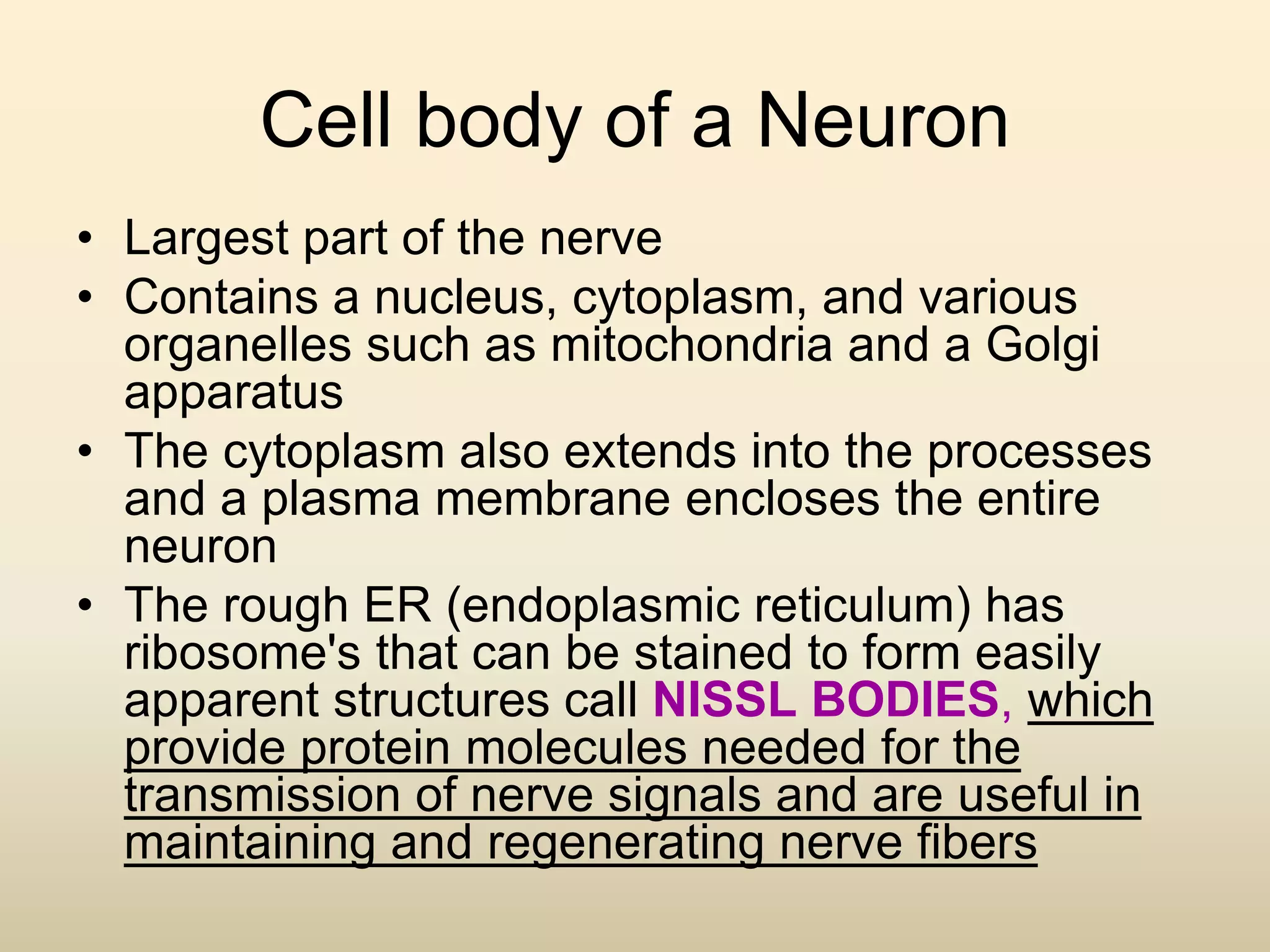 Cell body of a Neuron
• Largest part of the nerve
• Contains a nucleus, cytoplasm, and various
organelles such as mitochondria and a Golgi
apparatus
• The cytoplasm also extends into the processes
and a plasma membrane encloses the entire
neuron
• The rough ER (endoplasmic reticulum) has
ribosome's that can be stained to form easily
apparent structures call NISSL BODIES, which
provide protein molecules needed for the
transmission of nerve signals and are useful in
maintaining and regenerating nerve fibers
 