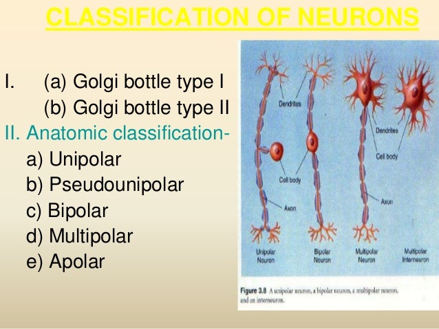 free nerve endings and encapsulated free nerve endings and encapsulated