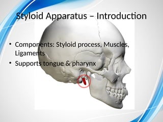 Styloid Function Comprehensive Overview of Nerve Supply, Styloid Apparatus, and ...