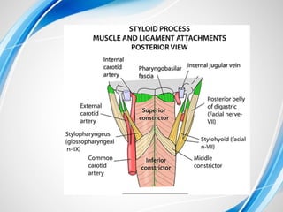 Styloid Function Comprehensive Overview of Nerve Supply, Styloid Apparatus, and ...
