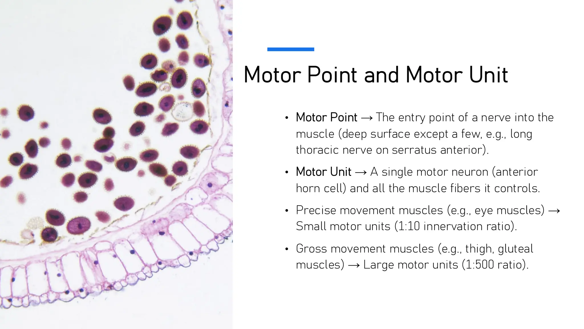 Nerve supply (Mechanism of nerve impulse) | PDF
