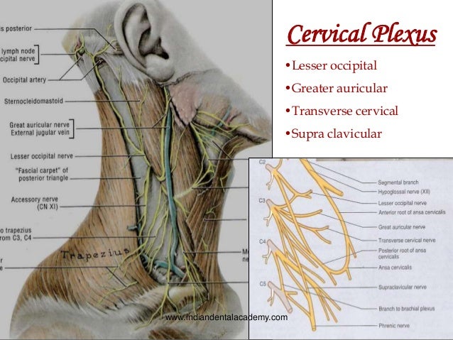 Nerve Supply Of Head And Neck