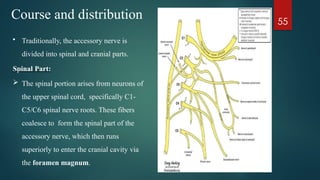 NERVE SUPPLY OF HEAD AND NECK (Vagus, Accessory and Hypoglossal nerve).pptx