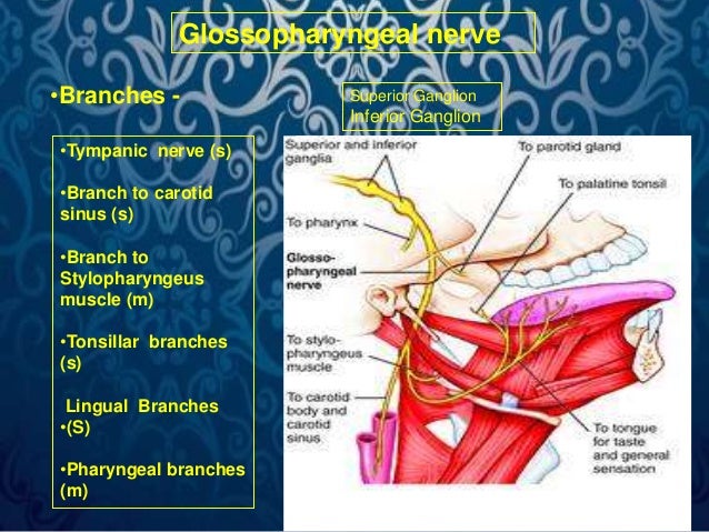 nerve between superior pharyngeal constrictor and middle nerve between superior pharyngeal constrictor and middle