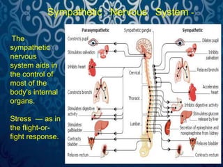 Sympathetic Nervous System - 
The 
sympathetic 
nervous 
system aids in 
the control of 
most of the 
body's internal 
organs. 
Stress — as in 
the flight-or-fight 
response. 
 