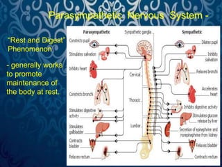 Parasympathetic Nervous System - 
“Rest and Digest” 
Phenomenon 
- generally works 
to promote 
maintenance of 
the body at rest. 
 