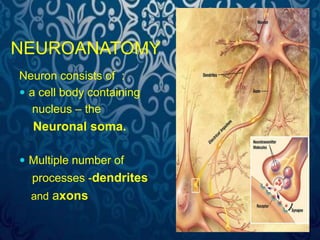 NEUROANATOMY 
Neuron consists of : 
 a cell body containing 
nucleus – the 
Neuronal soma. 
 Multiple number of 
processes -dendrites 
and axons 
 