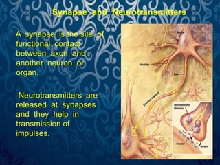 Synapse and Neurotransmitters 
A synapse is the site of 
functional contact 
between axon and 
another neuron or 
organ. 
Neurotransmitters are 
released at synapses 
and they help in 
transmission of 
impulses. 
 